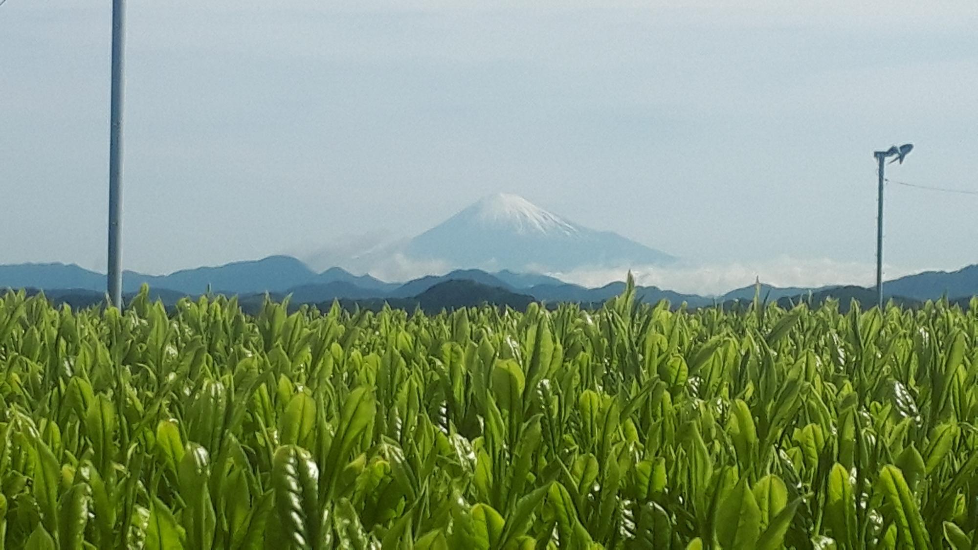 お茶で世界を変える！静岡の牧之原で生産から販売までを担う茶