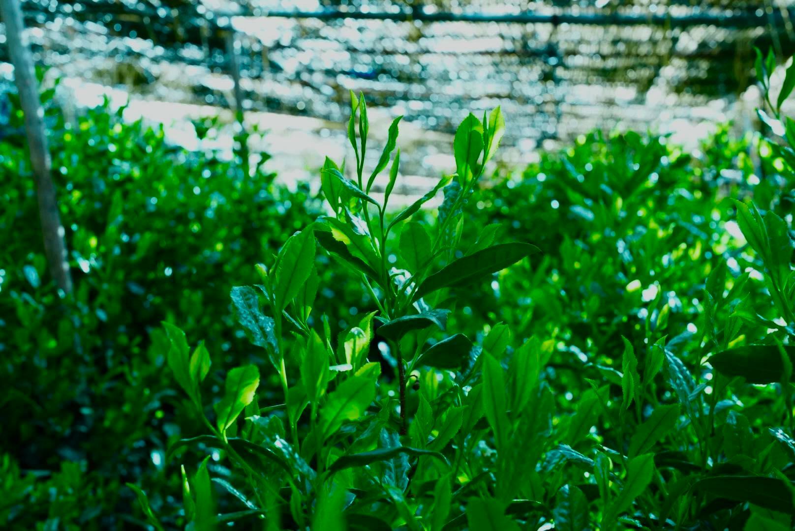 覆下茶園のお茶の葉は緑鮮やかで柔らかい（写真：辻喜さんより）