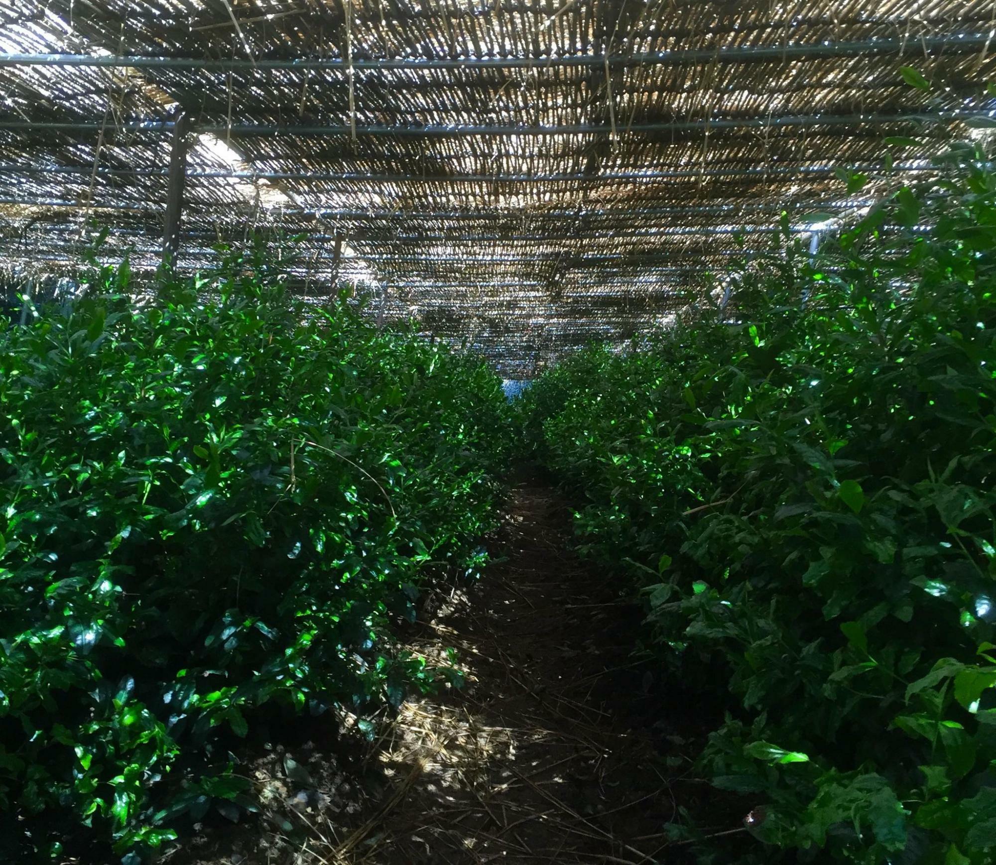 茶摘みの前の20日間くらい茶畑を覆う。「覆下（おおいした）茶園」（写真：辻喜さんより）