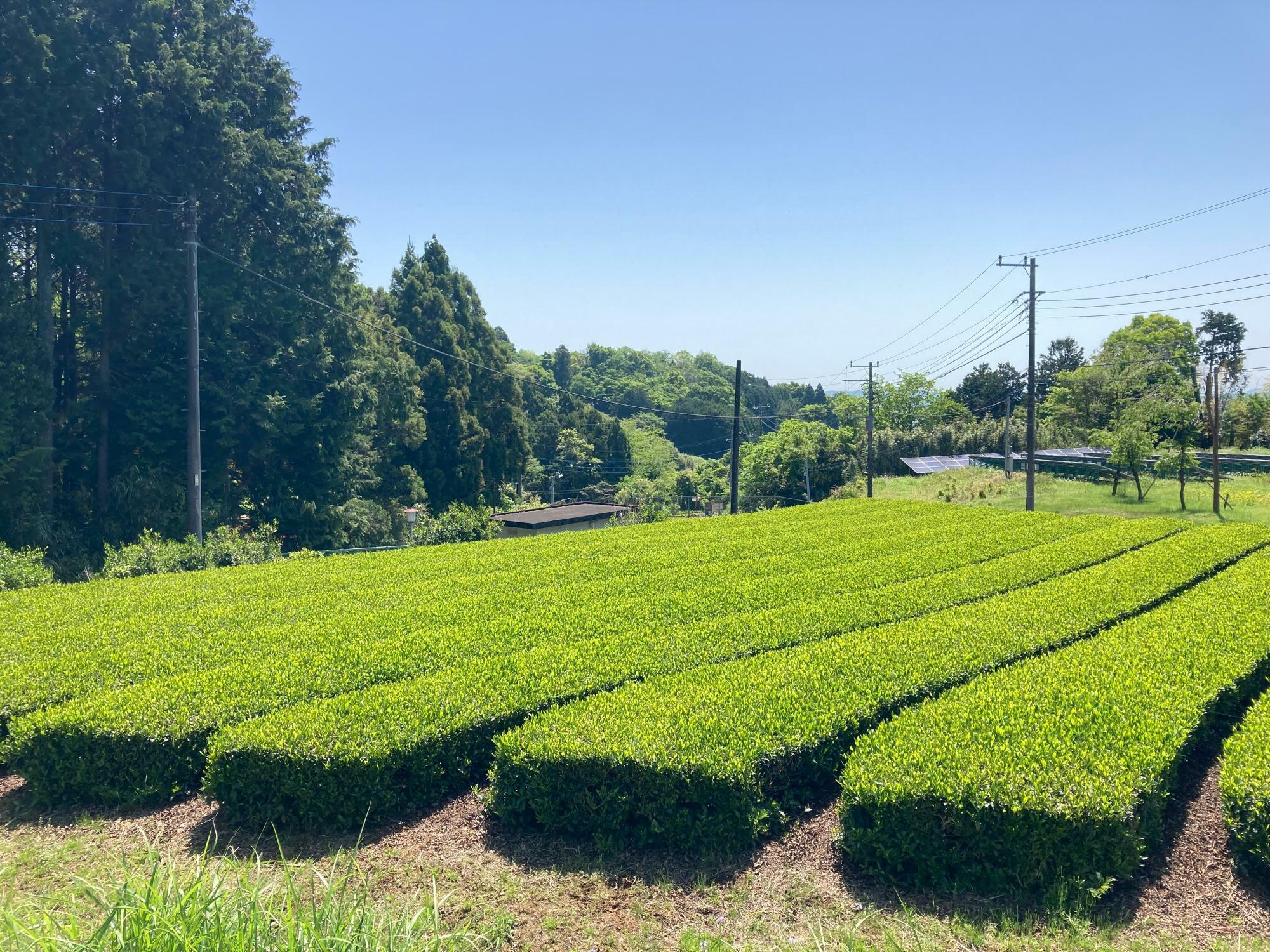 「むさしかおり」という品種の茶畑。こちらも珍しい品種です。