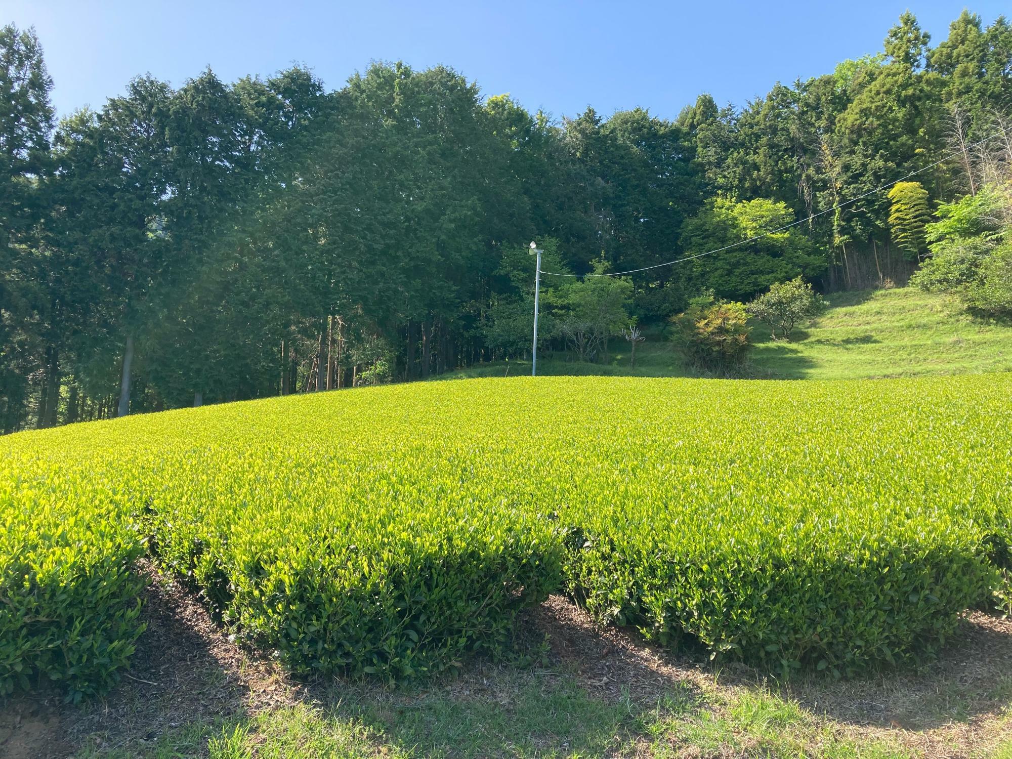 「やぶきた」という品種の茶畑。全国の煎茶の７～８割が「やぶきた」で作られていると言われ、日本で最もメジャーなお茶の品種。