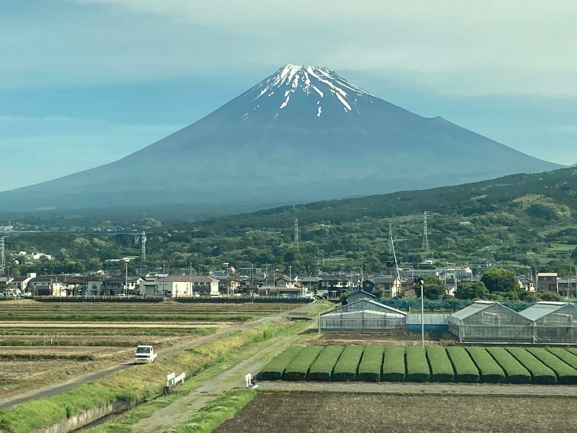 5月中旬の富士山と手前の茶畑のベストショット！茶畑の色を見ると新茶になる新芽は既に刈り取られた模様。新芽が出ている茶畑はもっと明るい黄緑色に見えます。