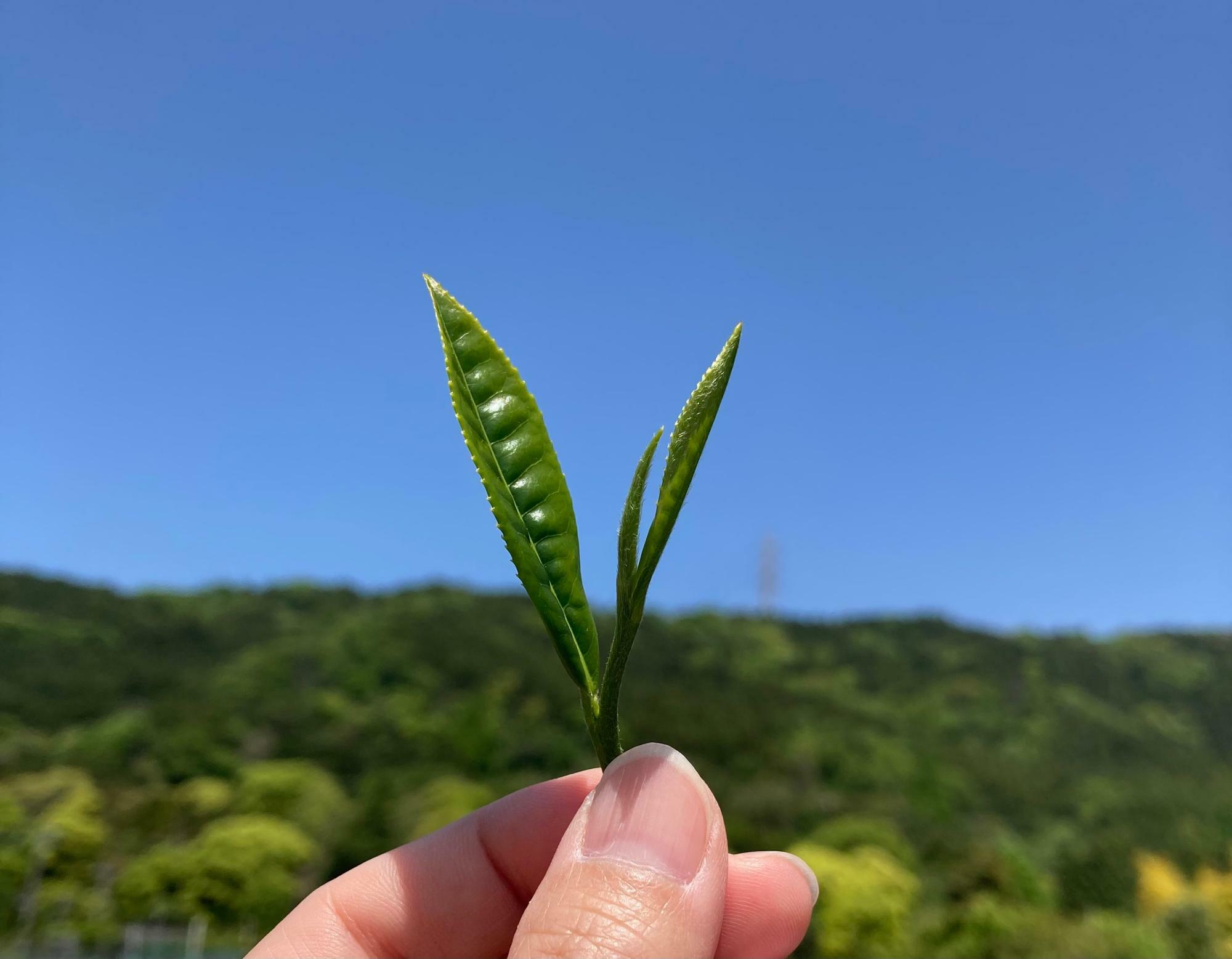 茶摘みで摘んだ一芯二葉のお茶の葉。このお茶の葉から緑茶が作られます。（2024年神奈川県秦野市「柏木茶園」にて撮影）