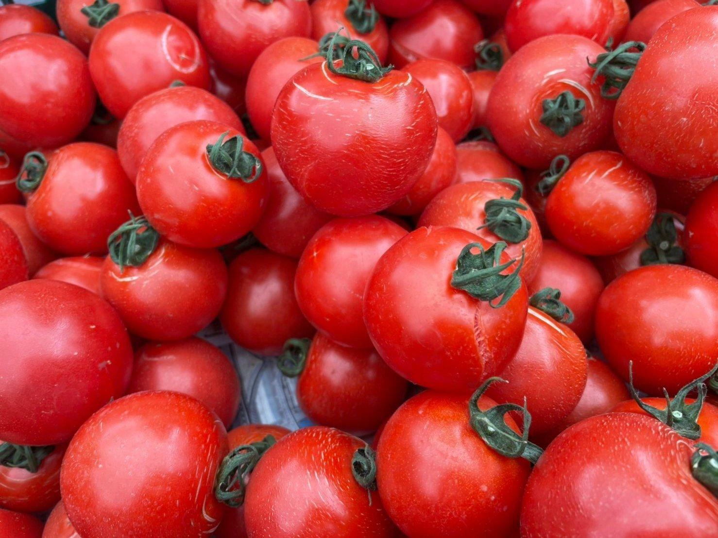 厚木農園のトマト