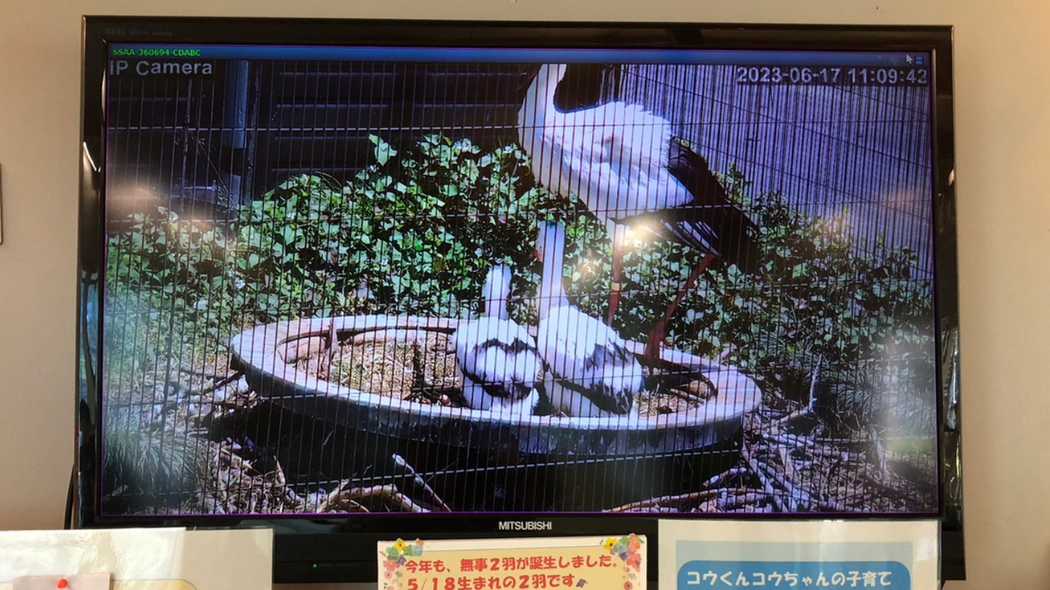 野田市】残念ながら…死亡してしまいました。先日、放鳥されたココと