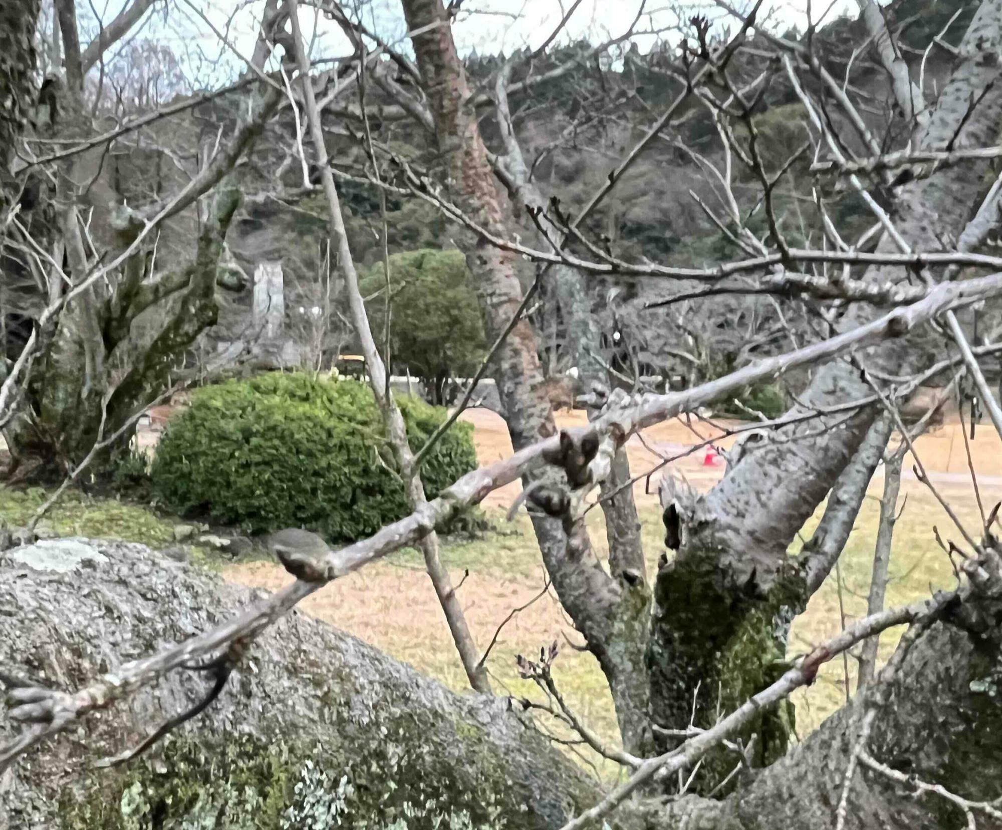 花見公園の桜の木（2024年2月23日撮影）