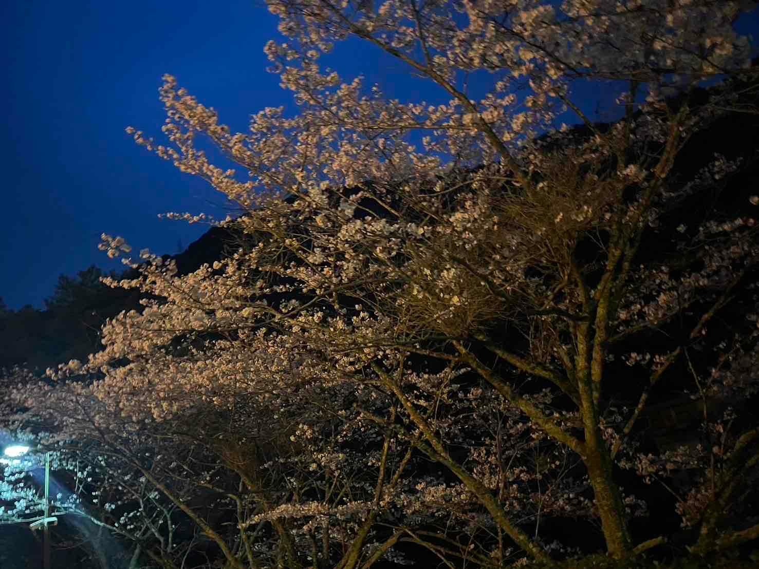 マイントピア別子　駐車場の桜（2024年3月31日撮影）