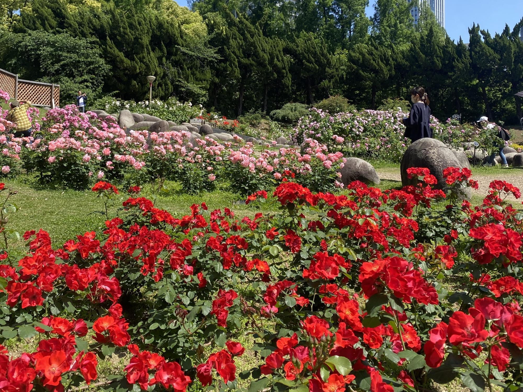 「voco大阪セントラル」から徒歩6分の場所にある靭公園のバラ園