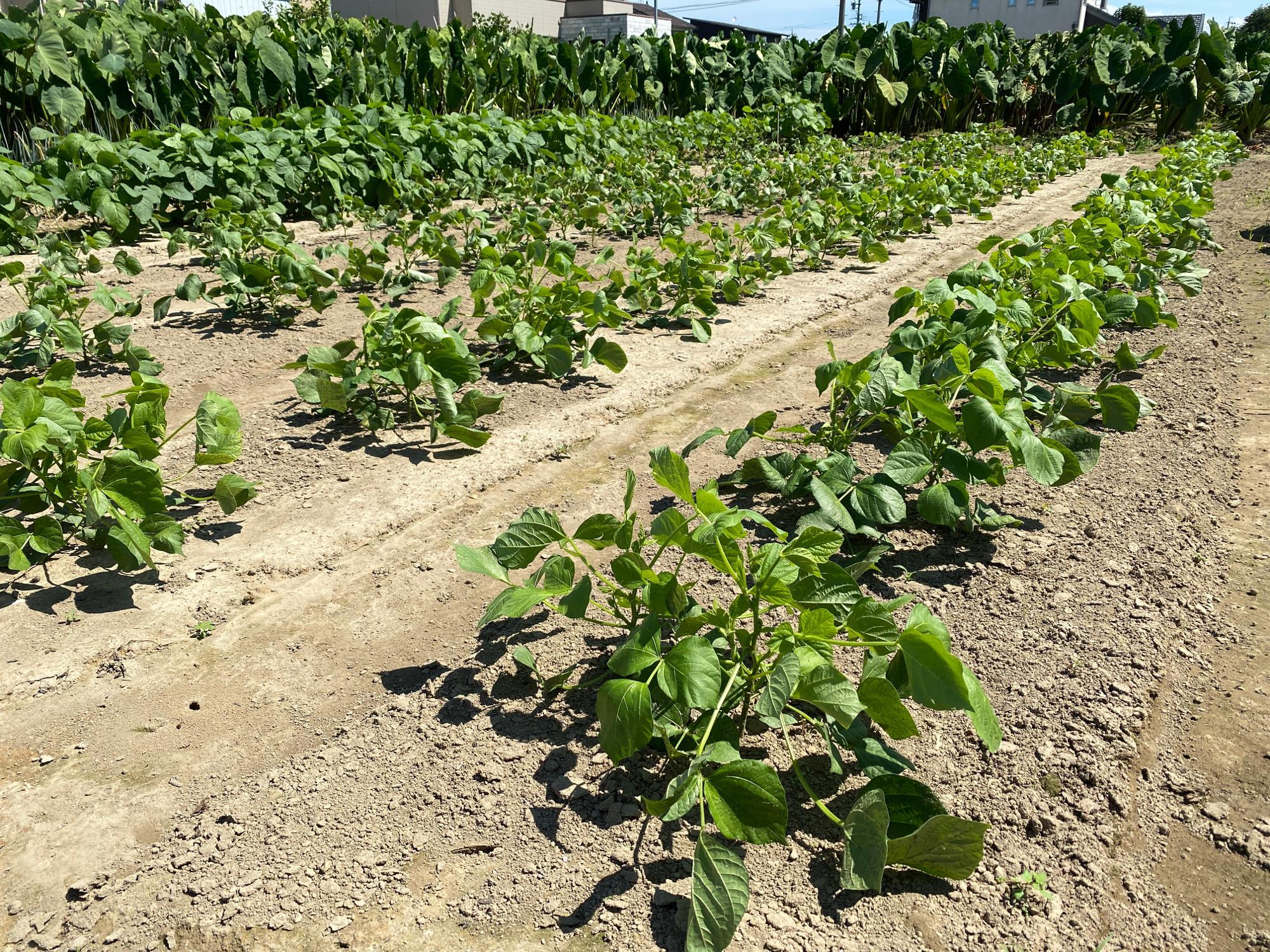 現在3つの畑で野菜を育てています。