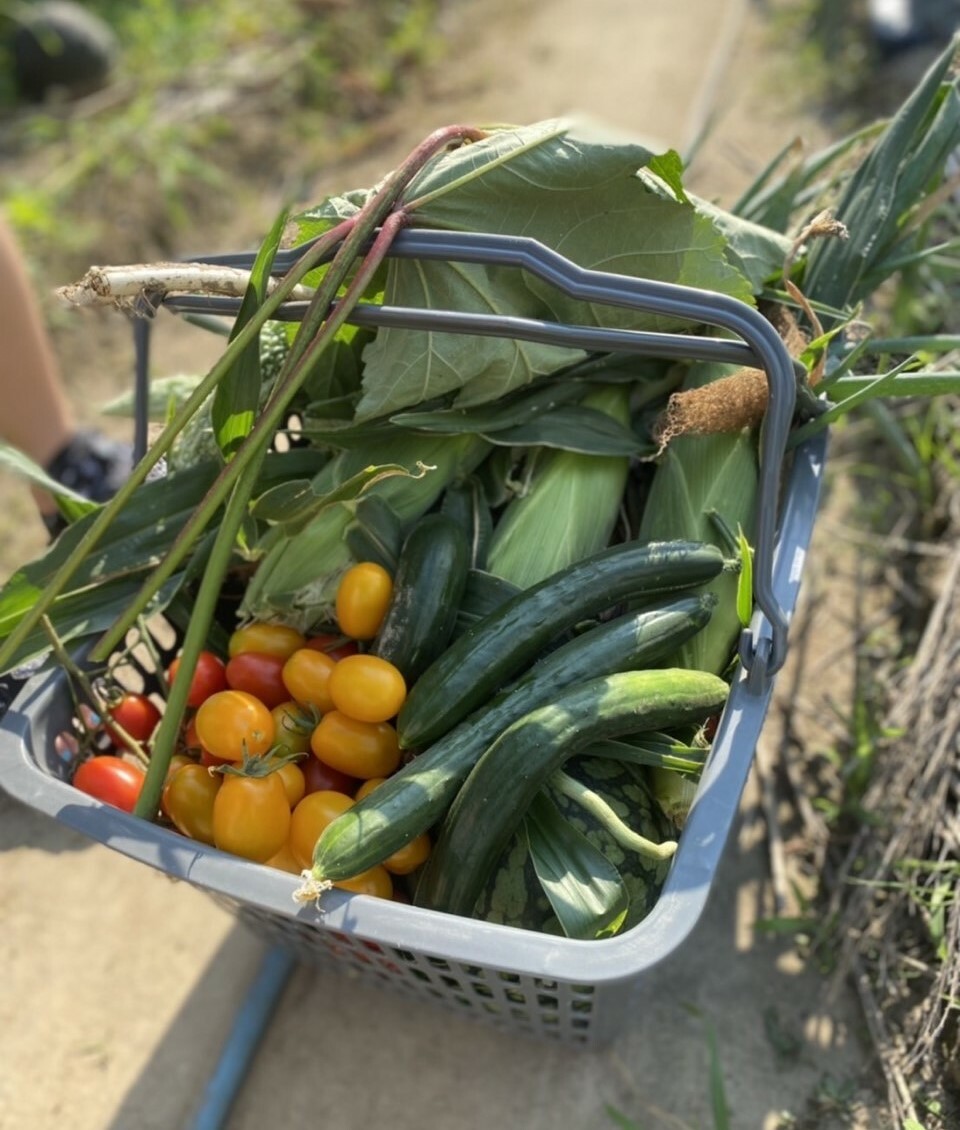収穫した夏の野菜・トマト、きゅうり、とうもろこし、すいか
