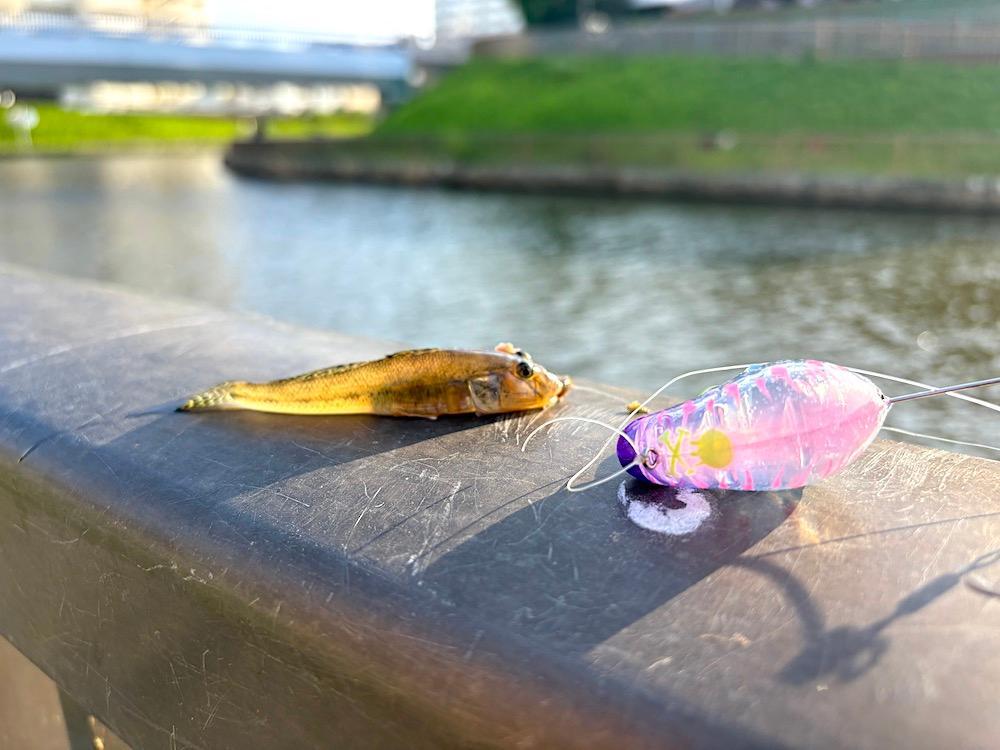 ダイワ ルアー ふく式 5色 実釣レビュー】ダイワの「ふく式」を実際に使ってみた！驚きの