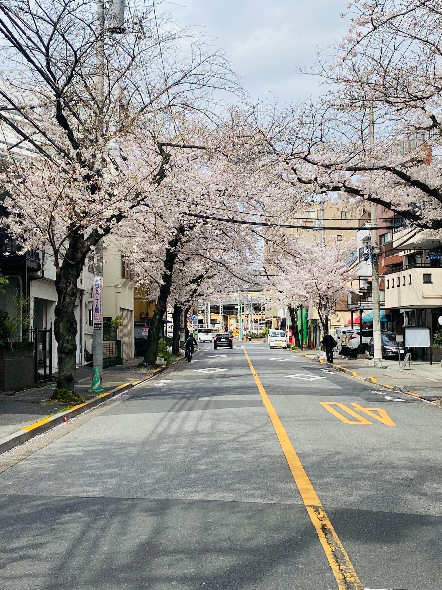 （2023年3月27日撮影）「大踏切通り」にできた桜のトンネル