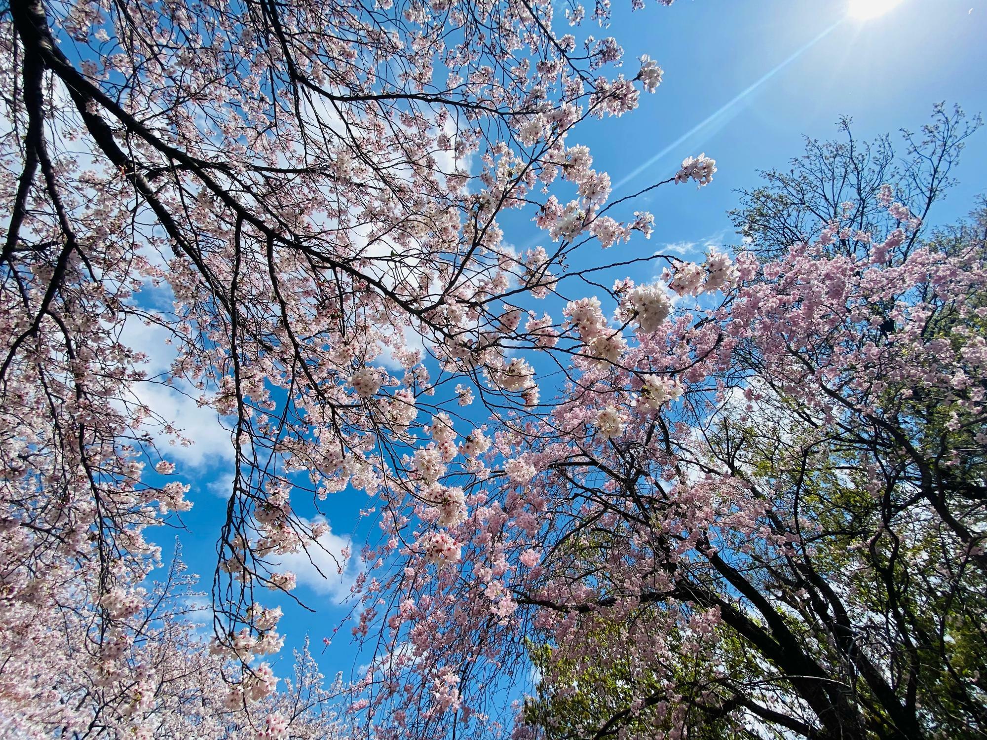 花びらが舞う「足立区役所」裏の公園の桜（2023年4月1日撮影）