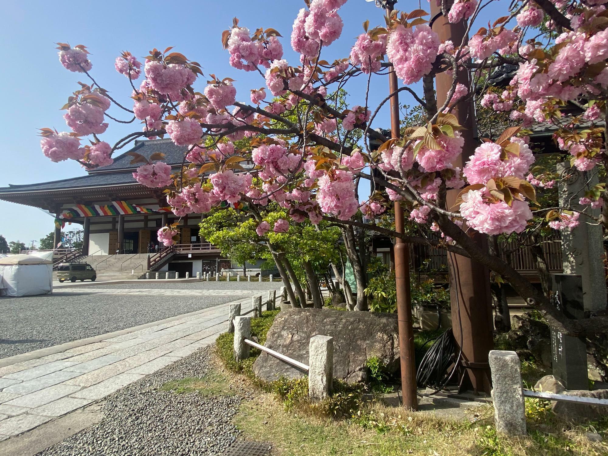 八重桜のバックに佇む本殿もずっしりと趣が感じられます