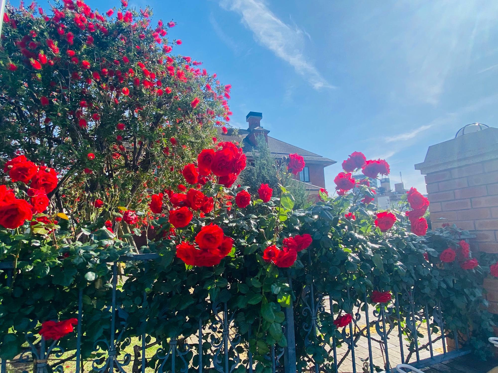 レンガの建物を彩るように、真っ赤な薔薇が咲き誇っています　※2023年5月9日撮影