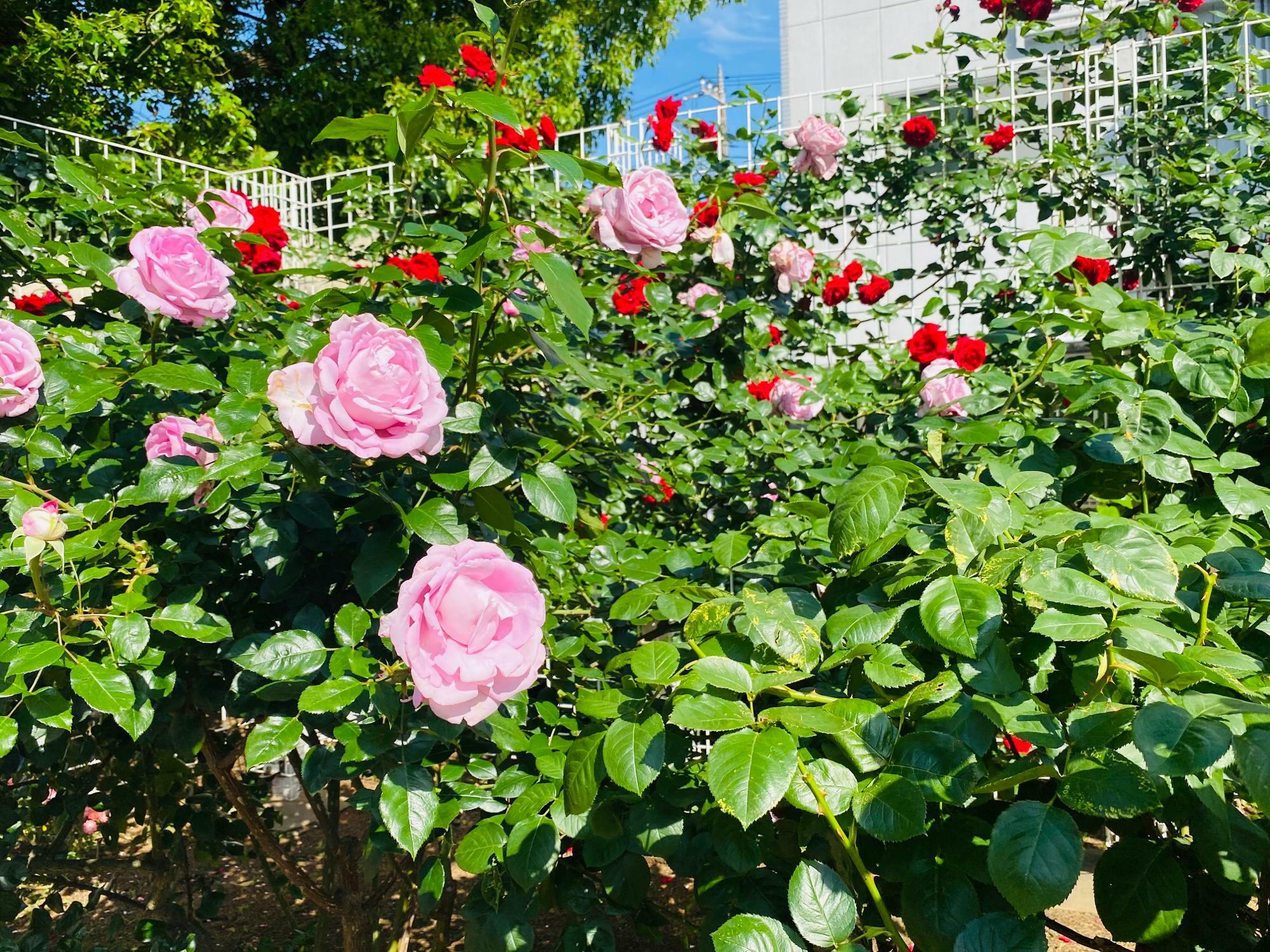 「ベルモント公園」に咲く美しいバラ　※2023年5月9日撮影