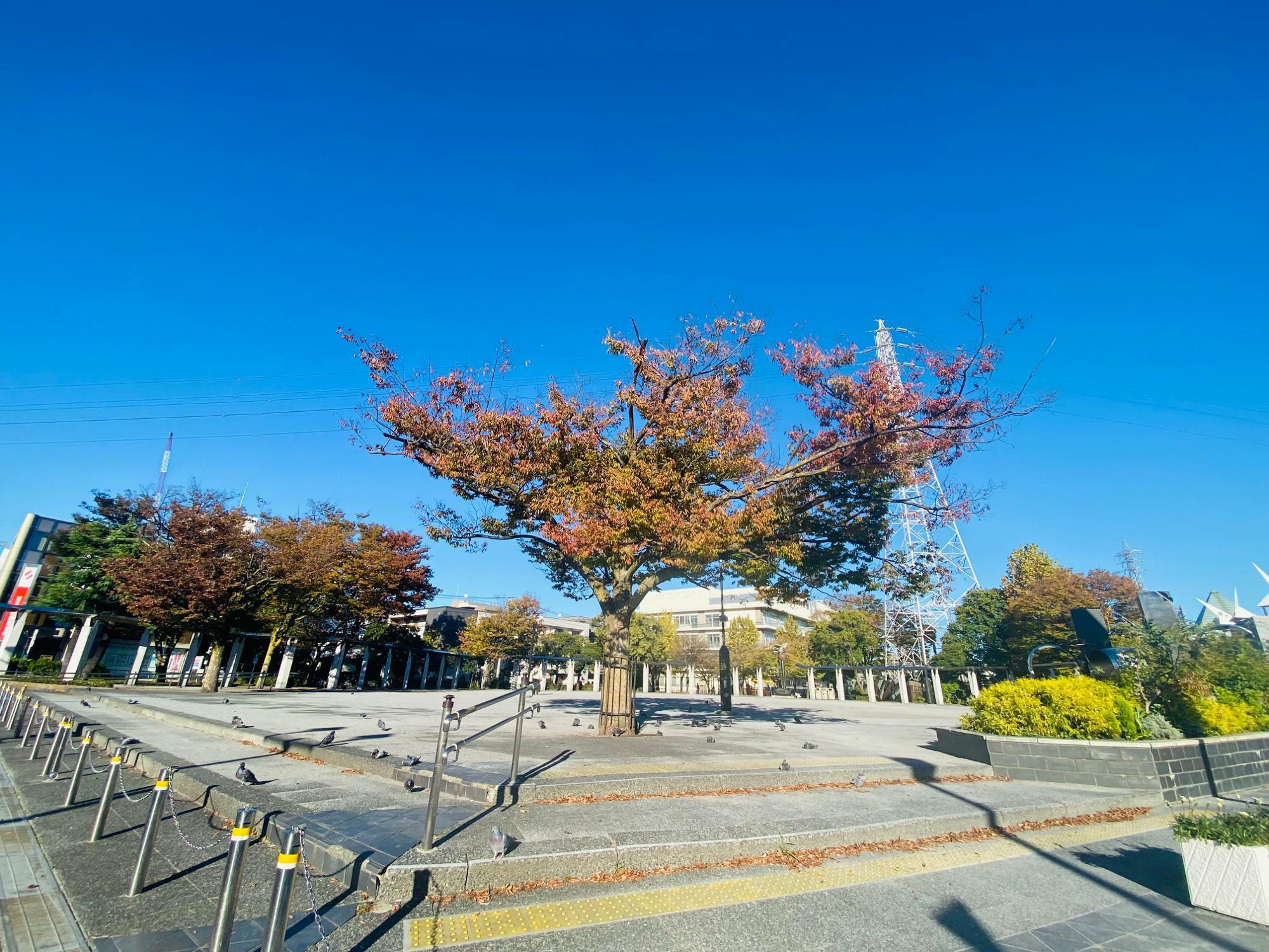 東綾瀬公園「ハト広場」