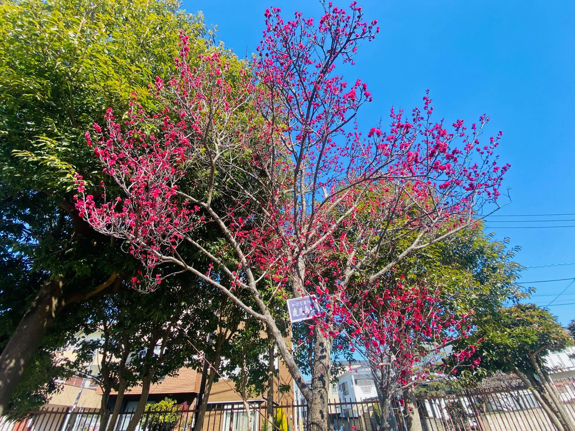 鮮やかなピンク色の花を咲かせる「鹿児島梅」の木