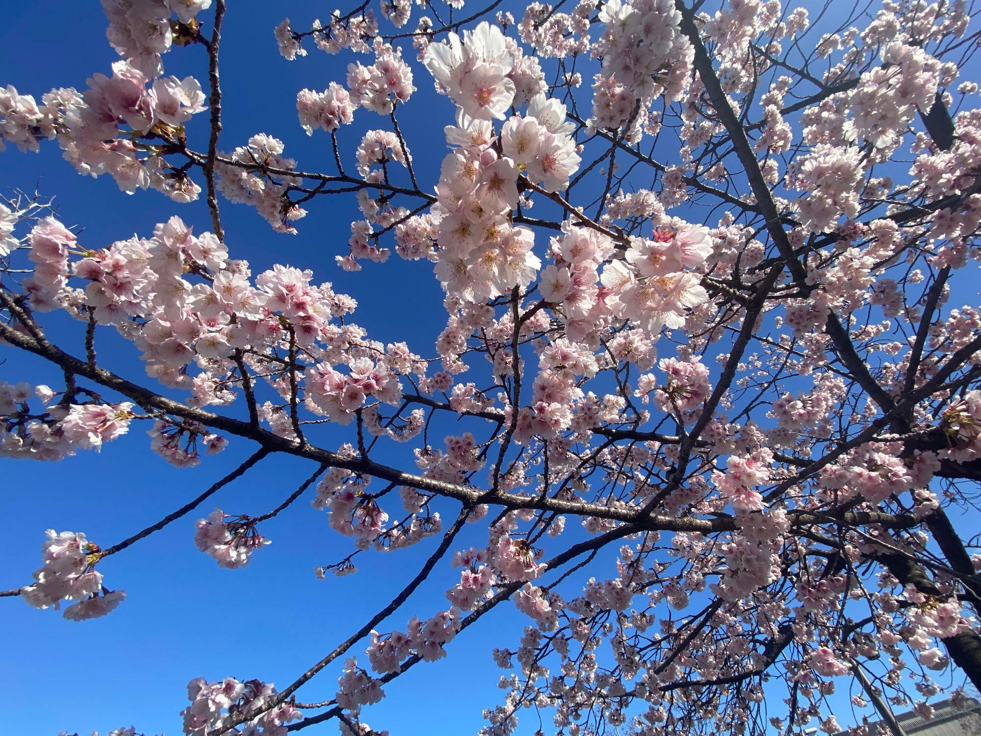 早咲きの桜が春の訪れを感じさせてくれています 