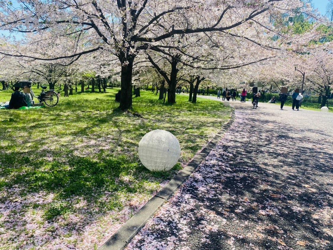 桜の絨毯がきれいな「舎人公園」の歩道（2024年4月10日撮影）