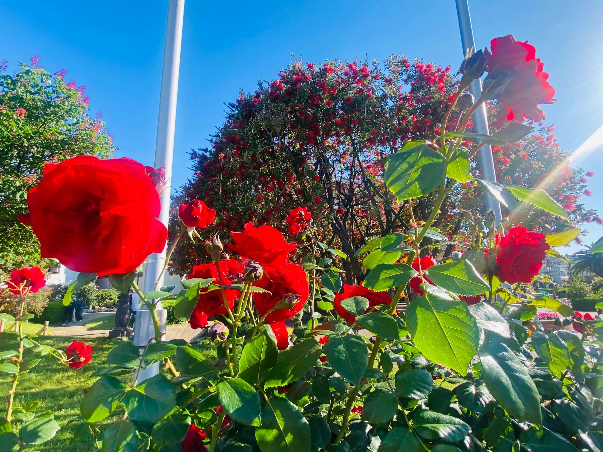 赤いバラのバックでは、大きなブラシノキも花を咲かせています