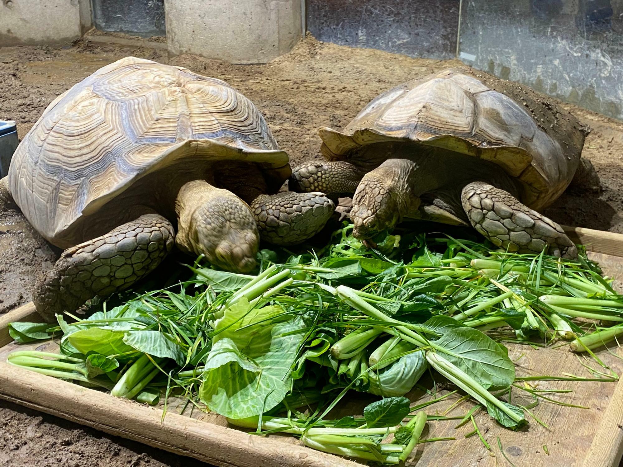 カメさんのお食事に出くわすことも！