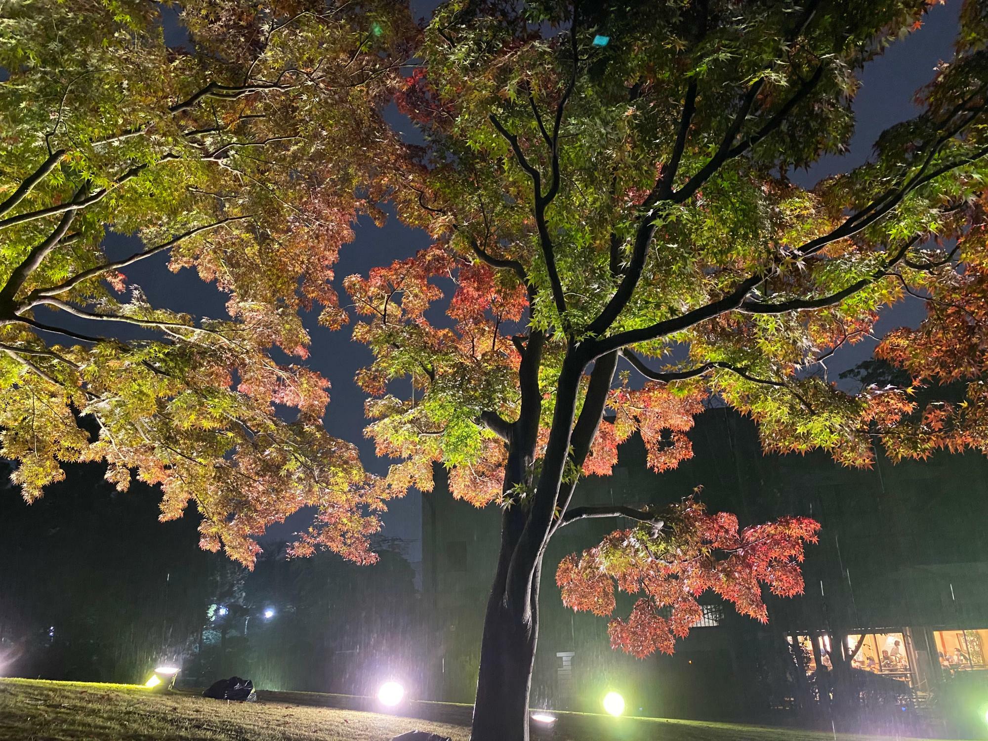 芝生に設置された照明が照らし出す紅葉が美しい庭園