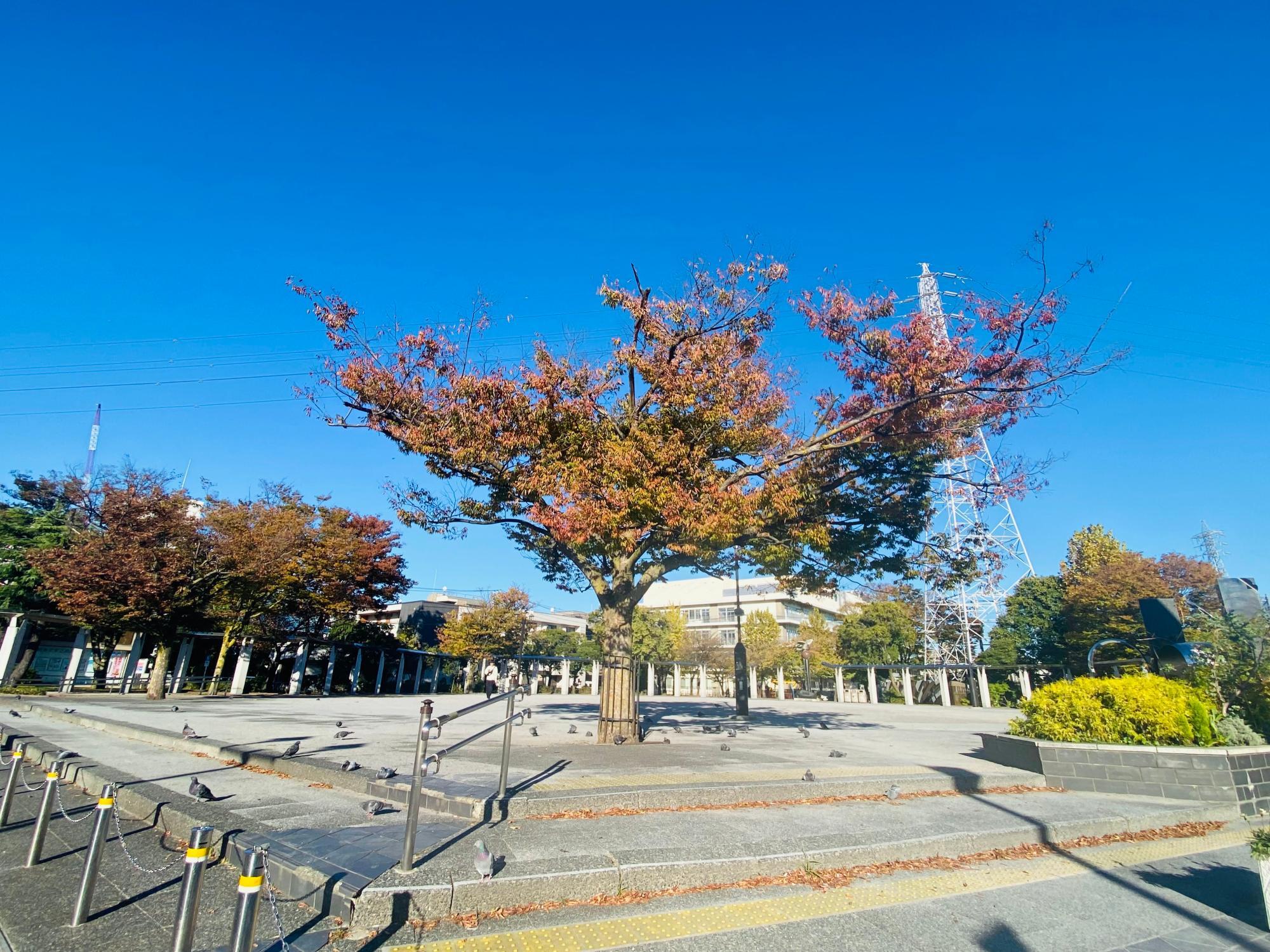 東綾瀬公園　ハト広場