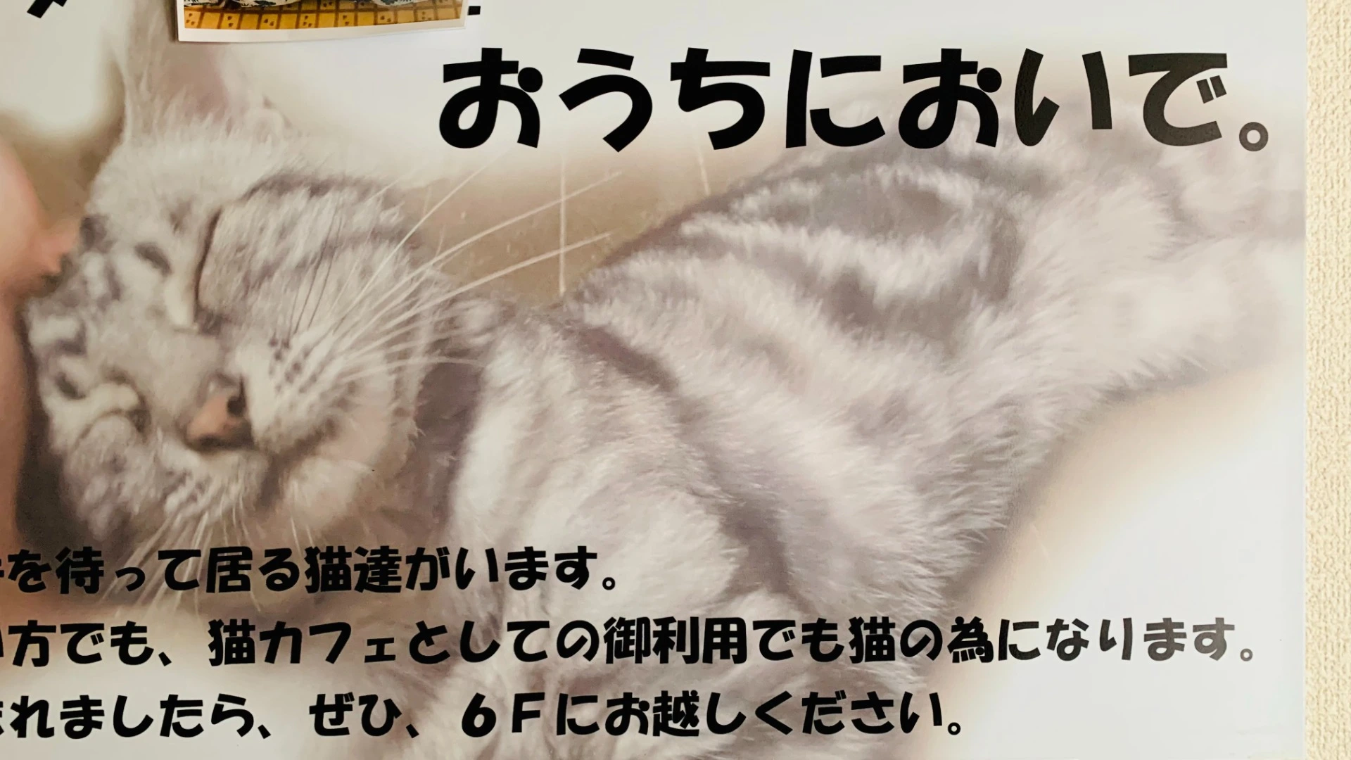 仙台市】2022年2月22日はSUPER猫の日！ 保護猫シェルター おうちに