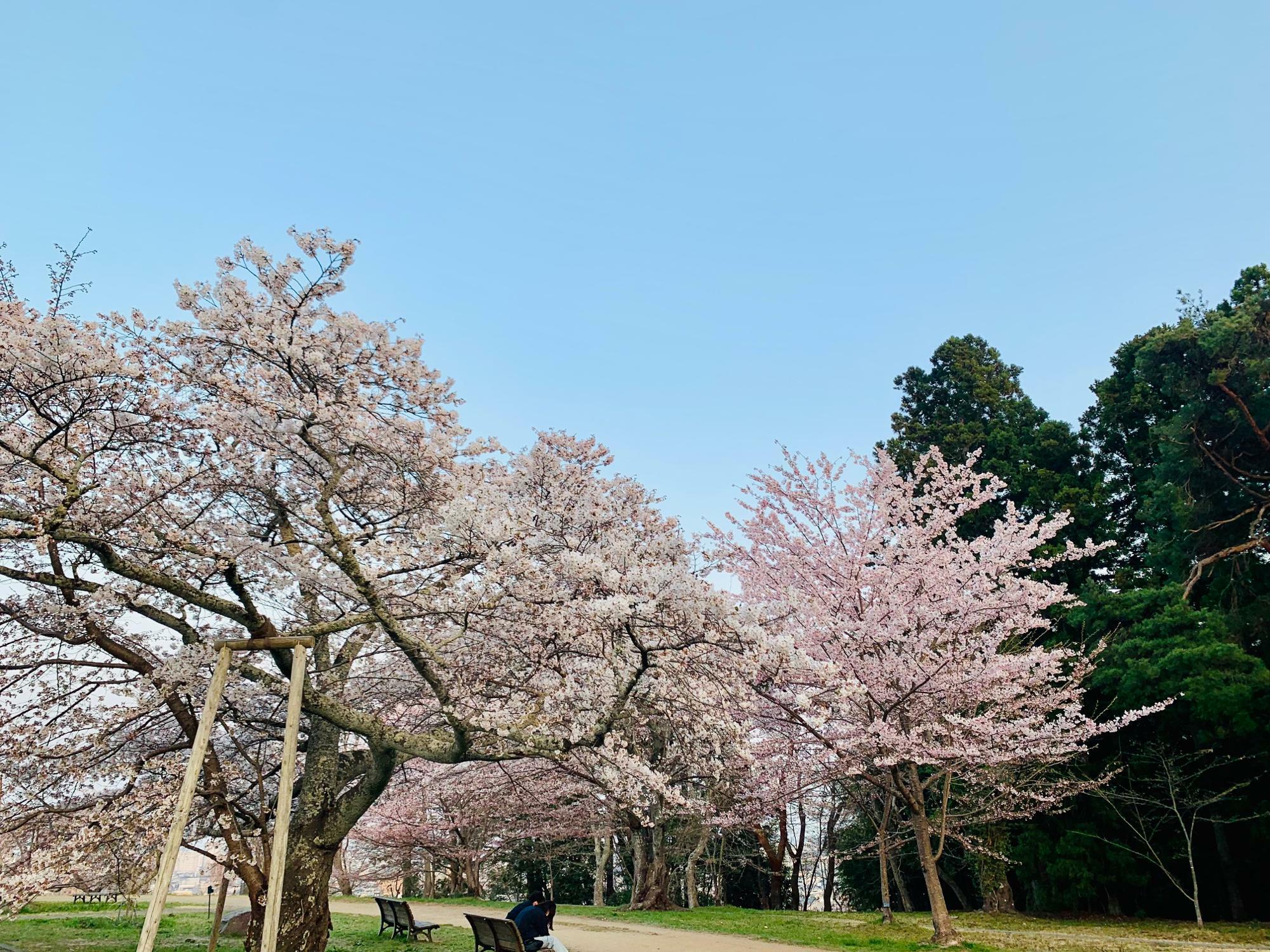 三神峯公園の桜（2023年3月撮影）