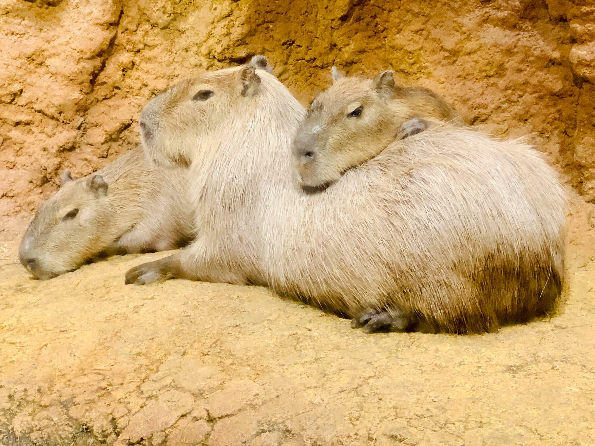 八木山動物公園のカピバラさん