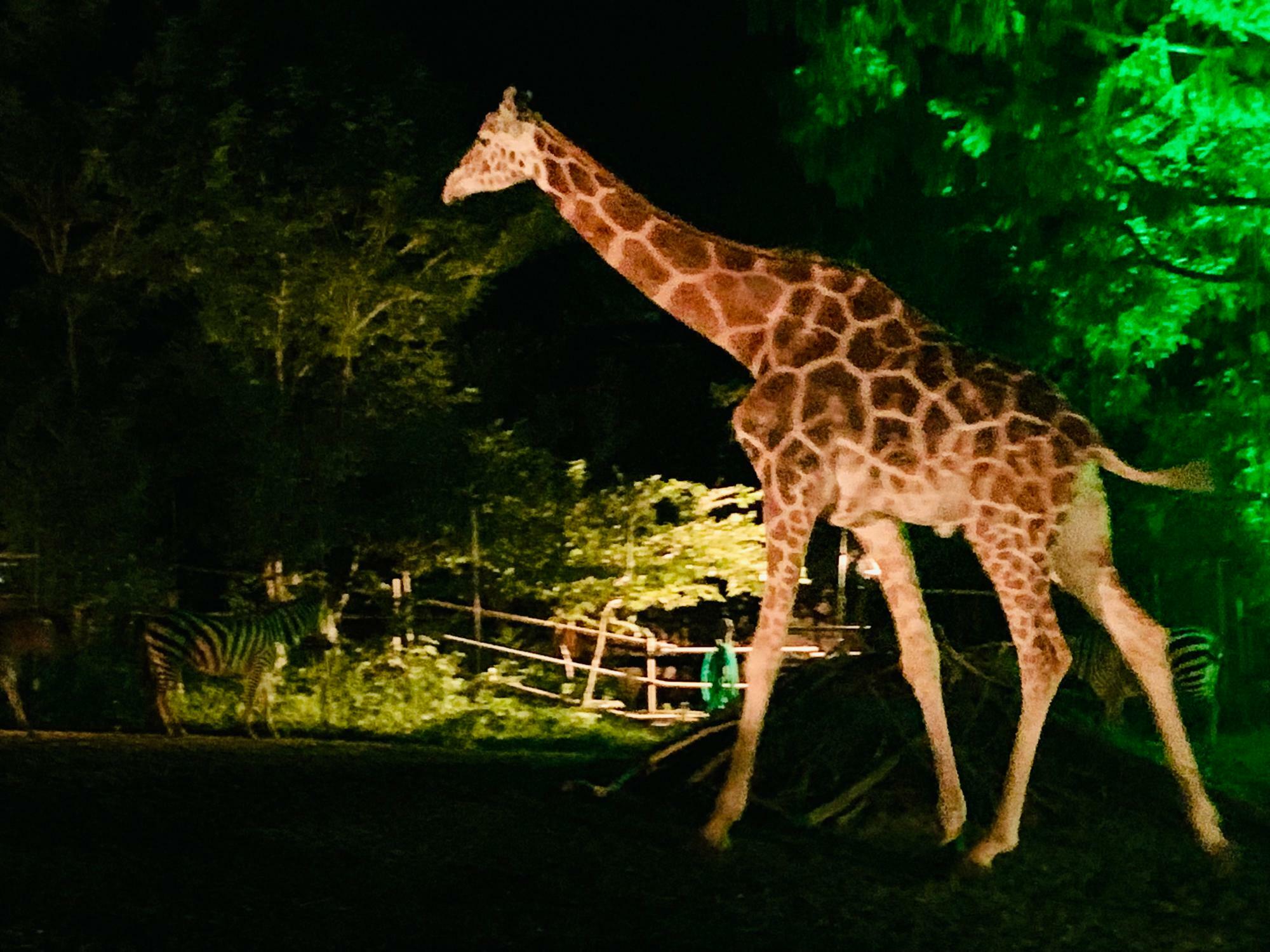 八木山動物公園ナイトズージアム