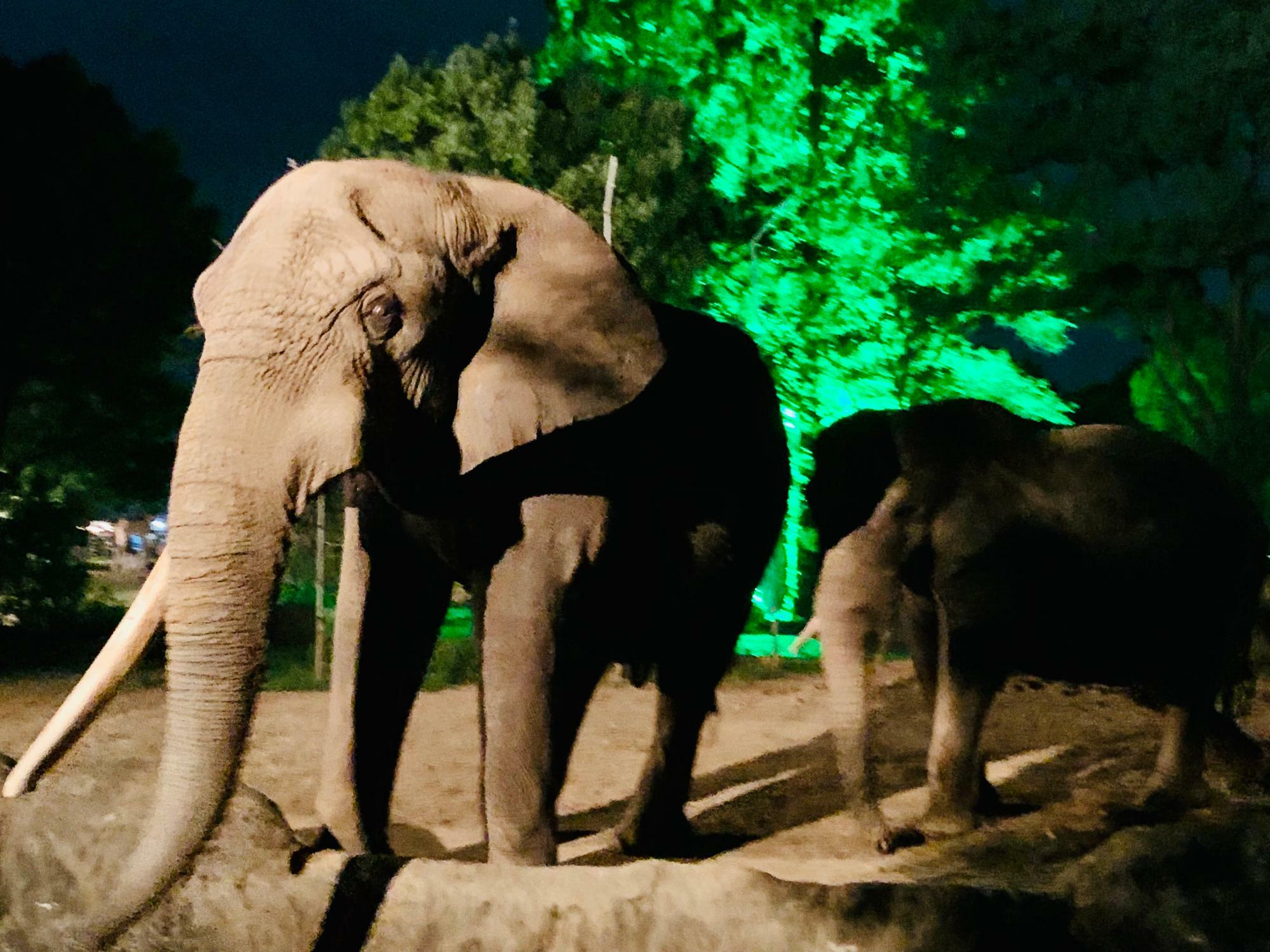 八木山動物公園ナイトズージアム