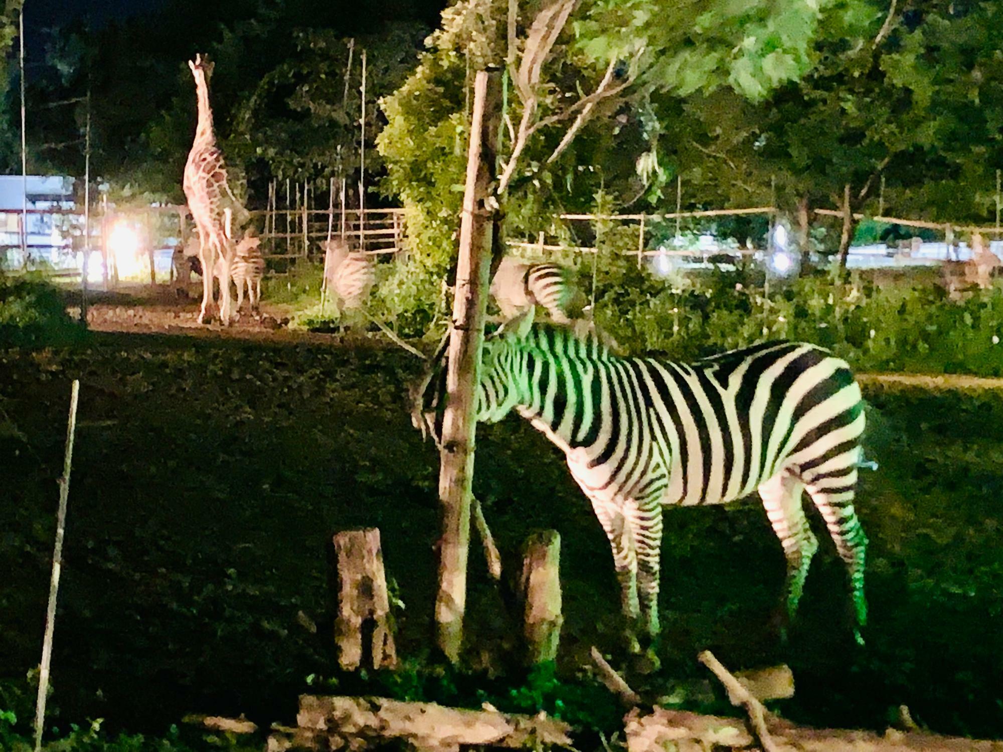 八木山動物公園ナイトズージアム