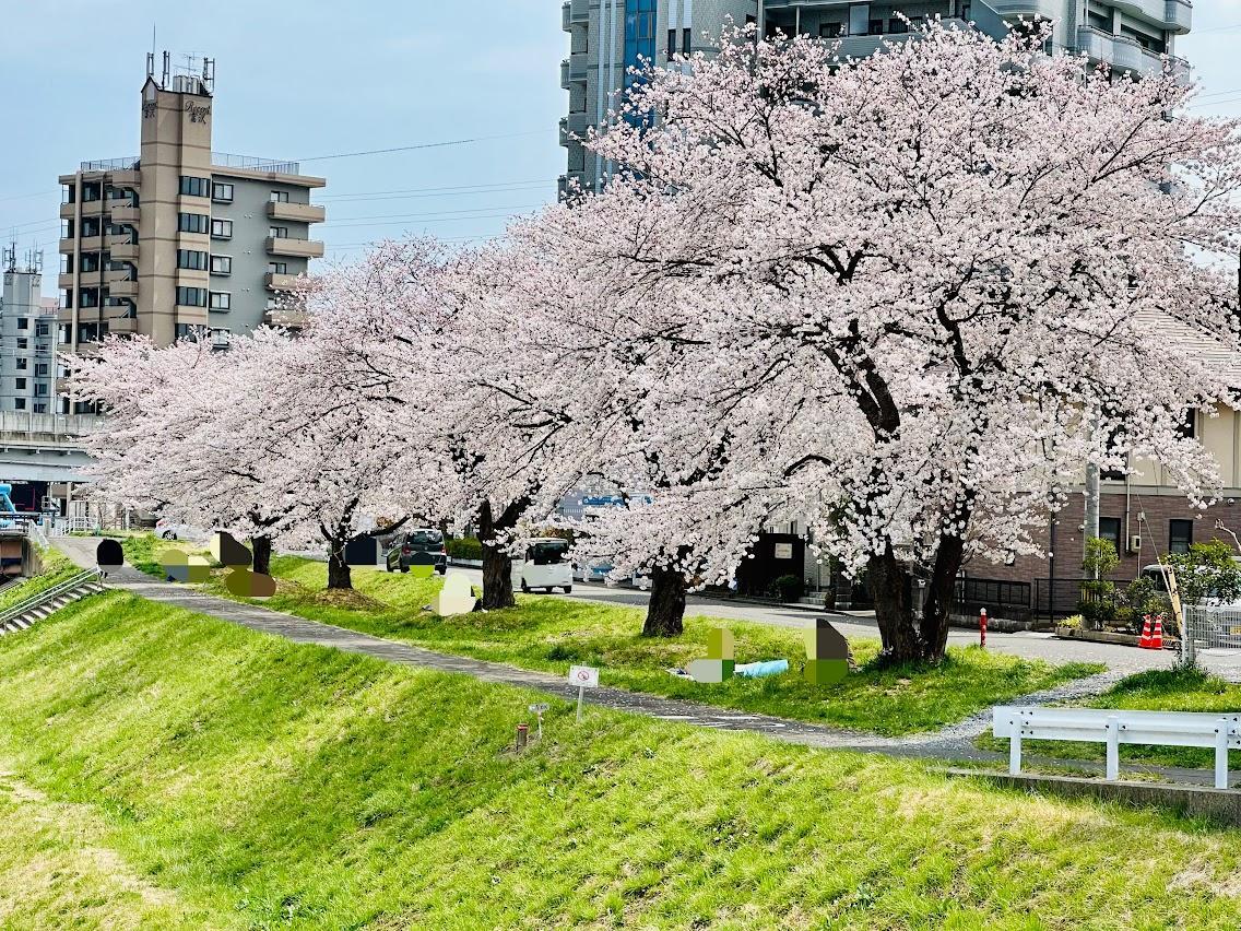 古木花台 桜 大名古屋ビルヂング開業7周年「サクラ 7周年アニバーサリー」を3
