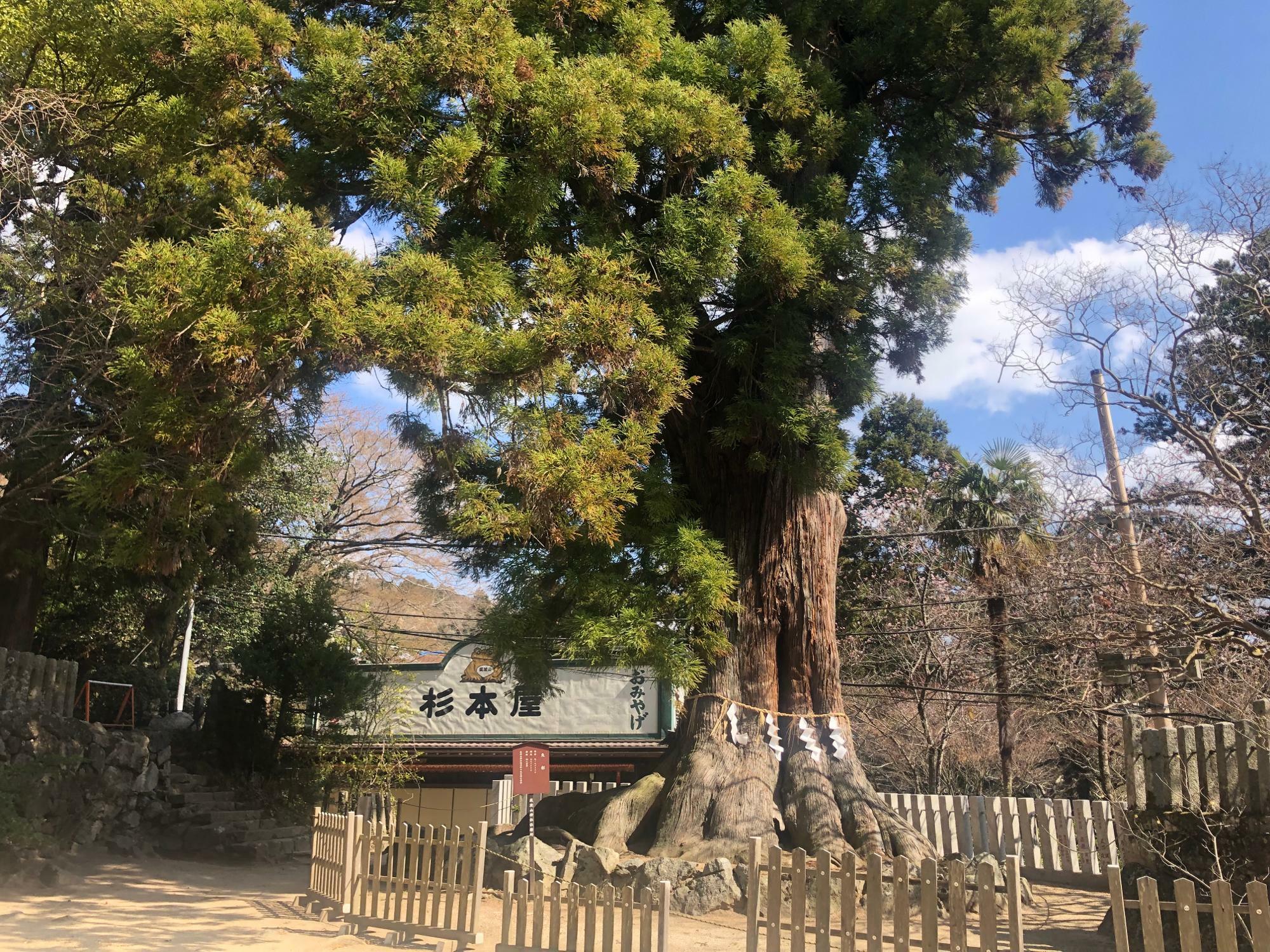 稲葉さんのおばあちゃんのお店「筑波山杉本屋」目の前にあるのが筑波山神社の大杉（御神木）