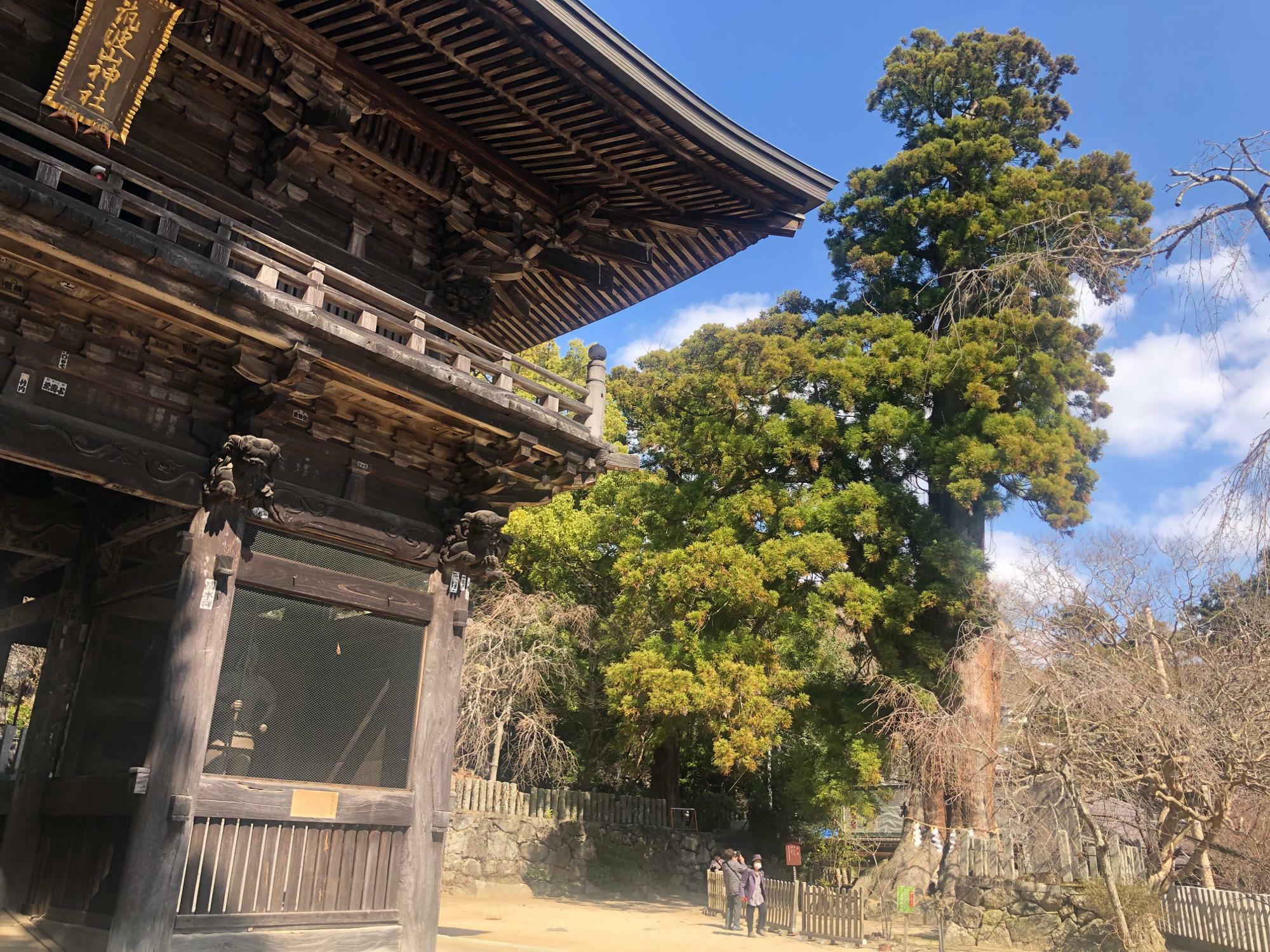 筑波山神社の大杉（御神木）樹齢約800年、高さ32ｍ、幹まわり9.8ｍ