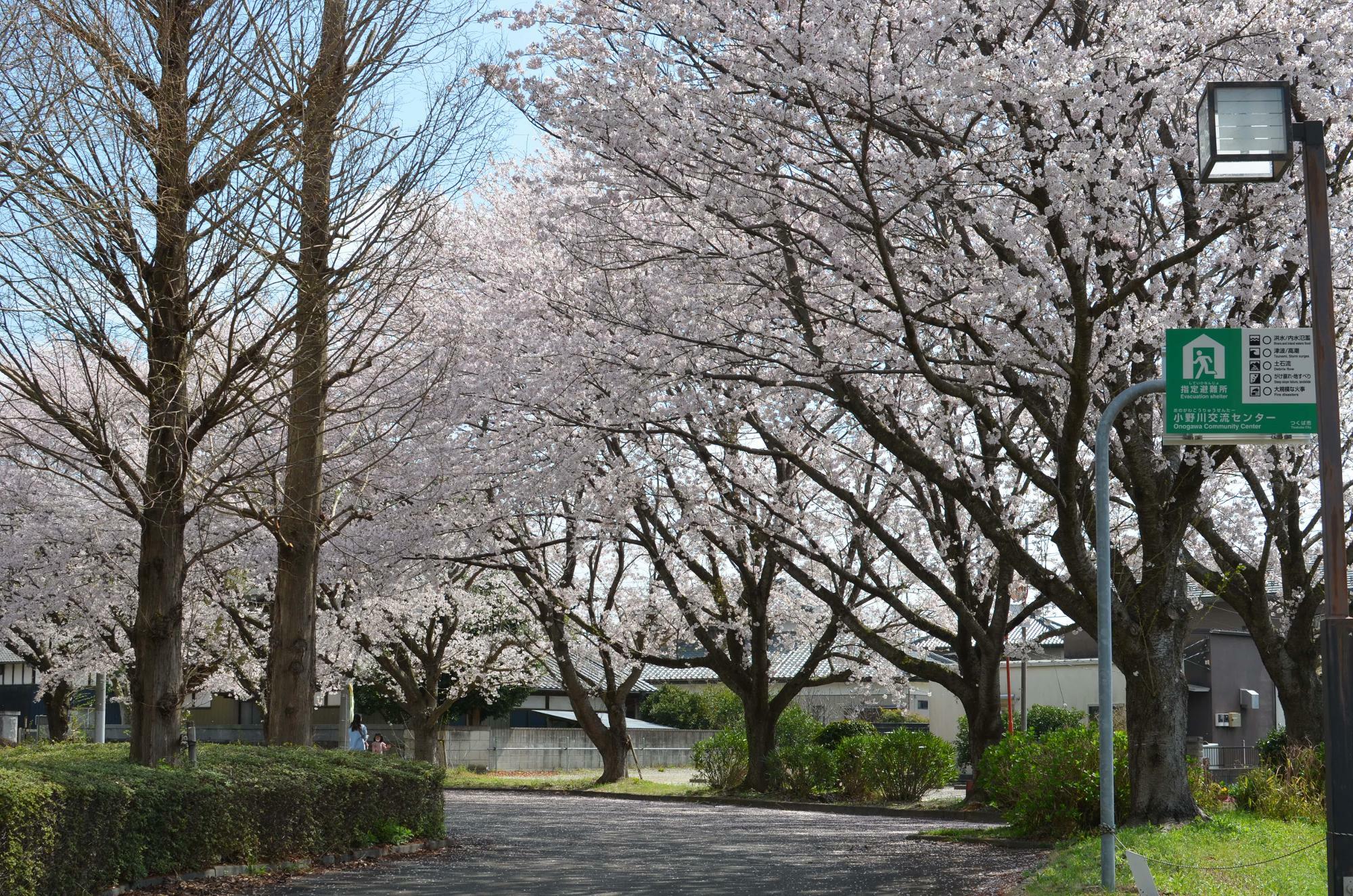 満開の桜並木（３月２９日時点）