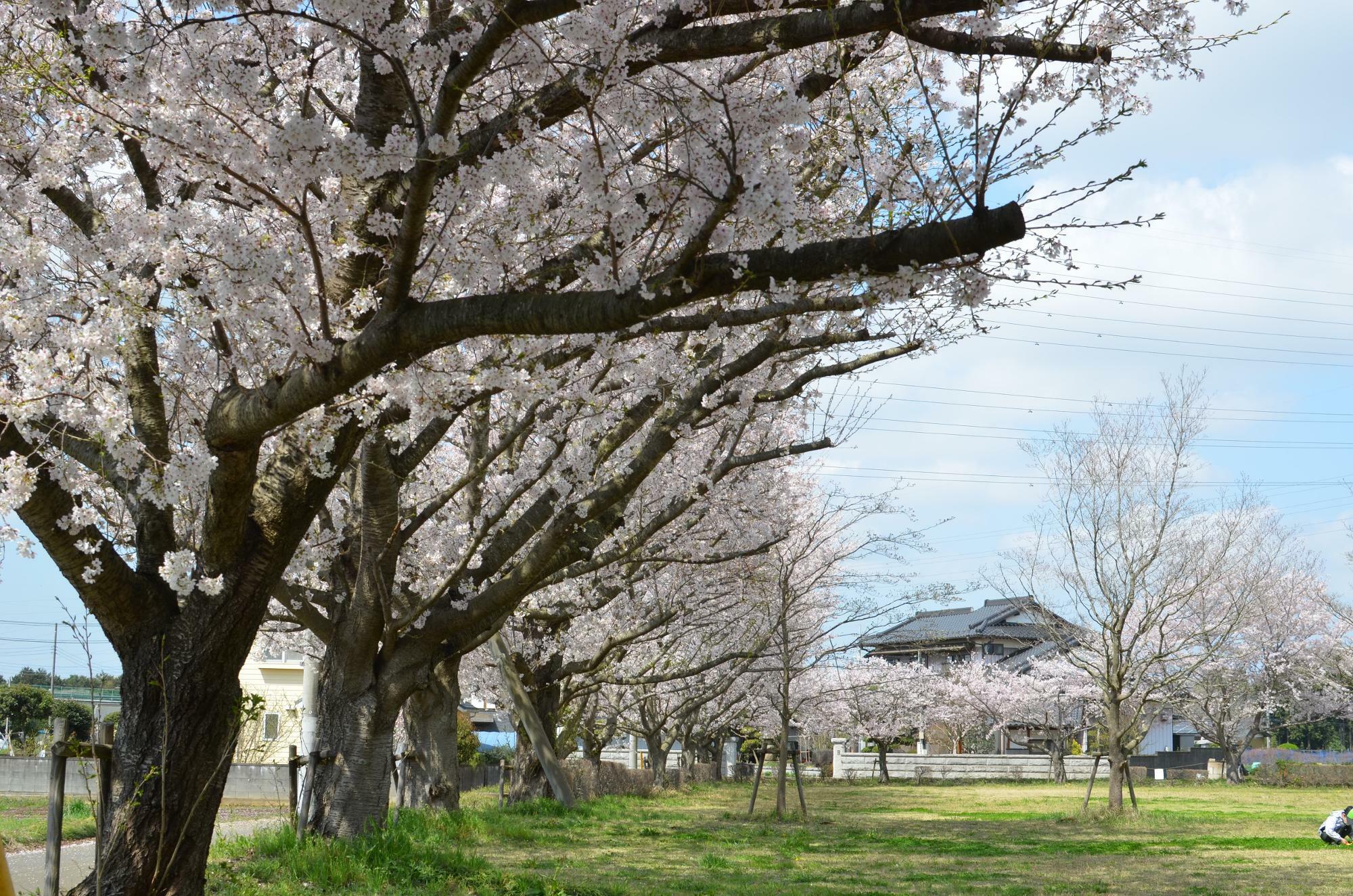 桜並木の下でレジャーシートを敷いて、お花見を楽しむこともできます。