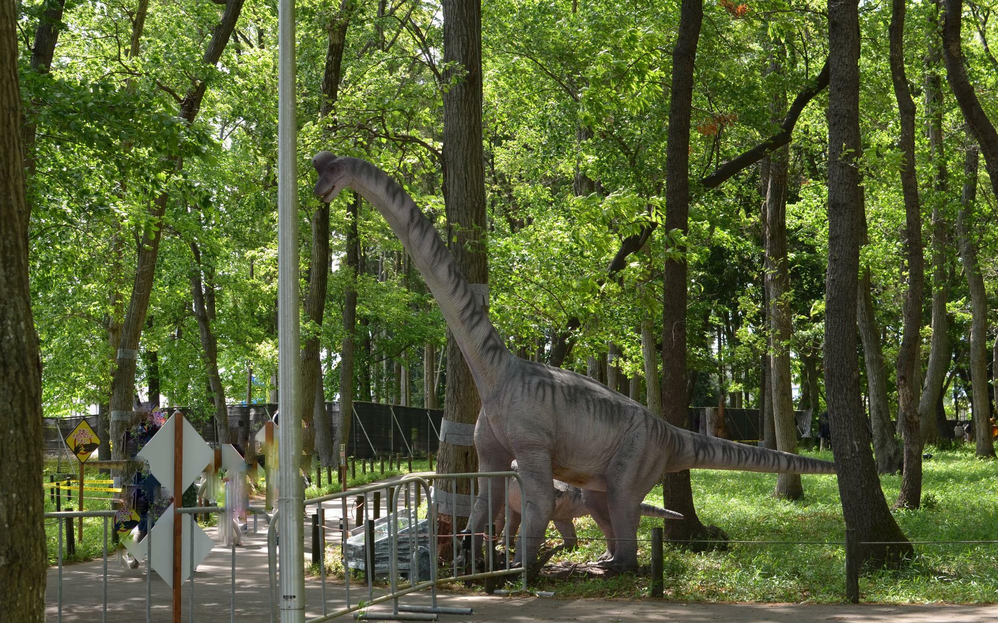 思わず見上げた、首が長いブラキオサウルス。