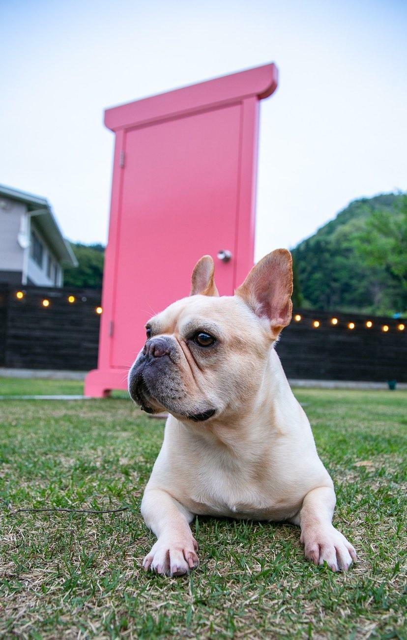 オーナーさん提供のお写真：「愛犬のフレンチブルドッグのミートくん」