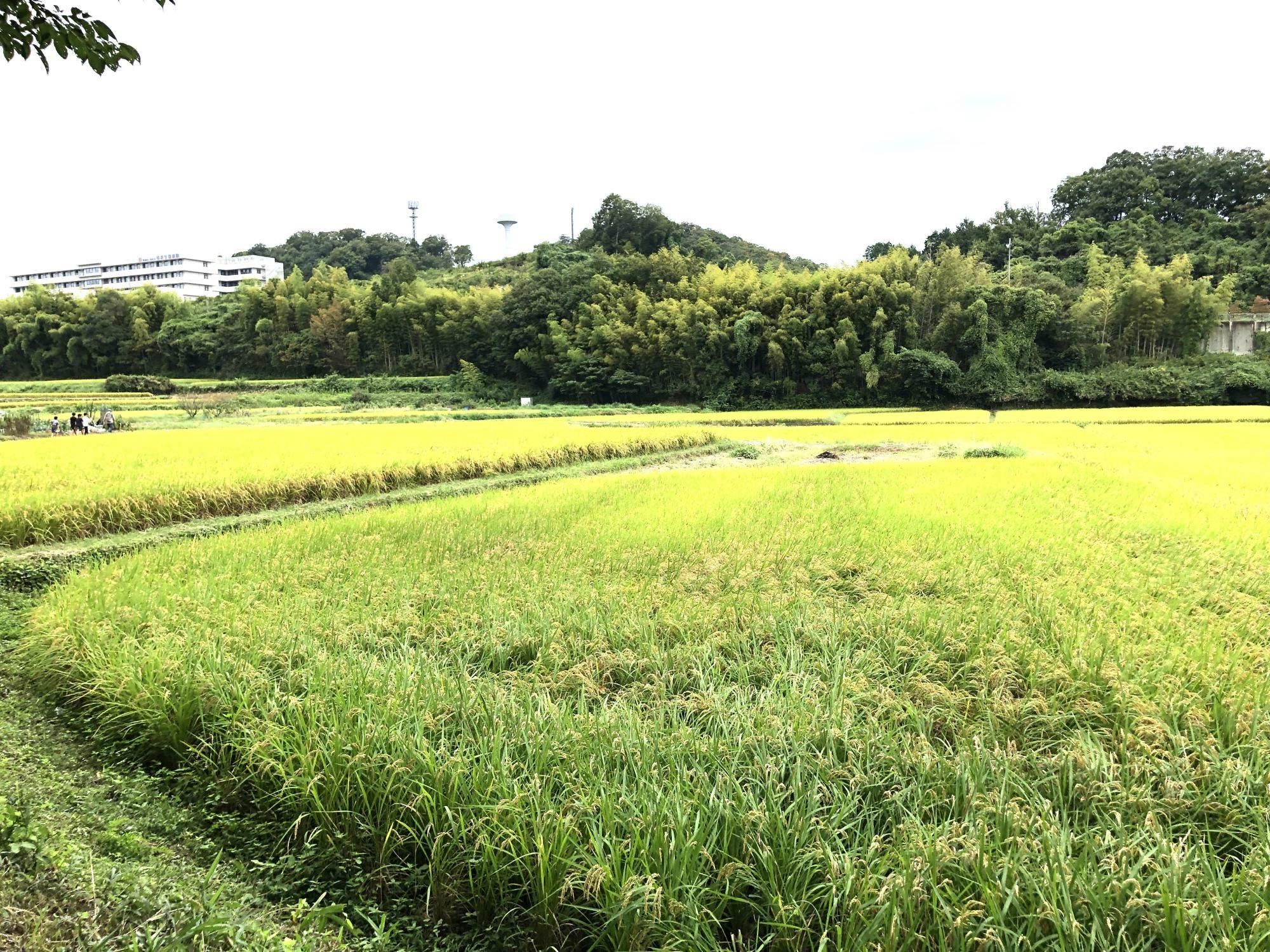 香芝ウォークで通りかかった田園の風景