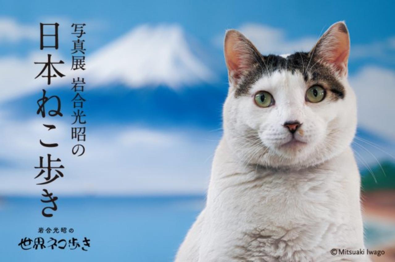 さいたま市浦和区】伊勢丹浦和店でねこ好き必見の写真展「岩合