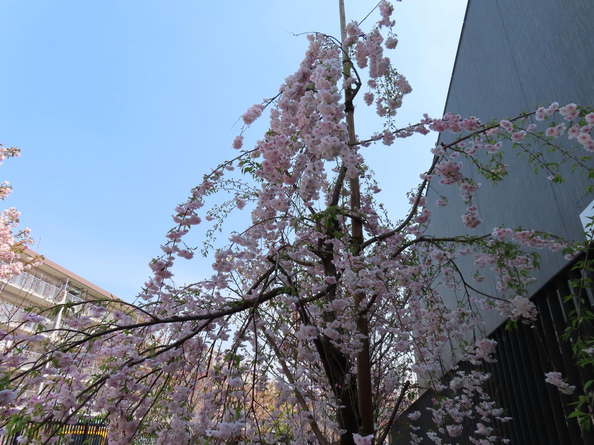 さいたま市】一足はやく 春 到来！「大宮操の桜」が見頃を迎え
