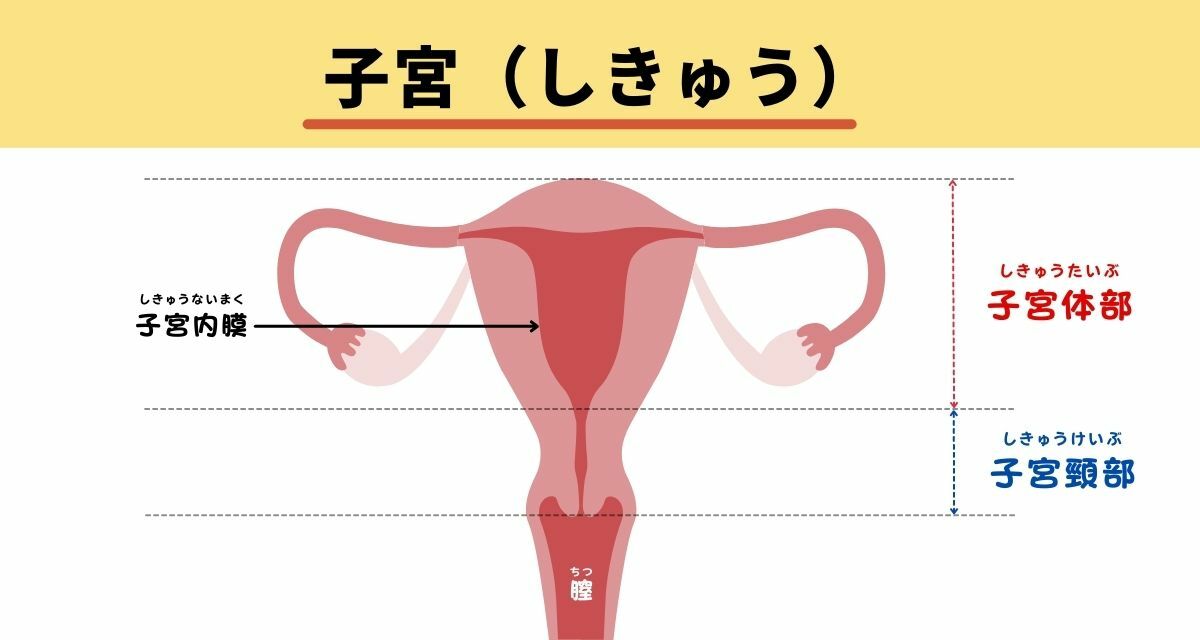 ※子宮体部から子宮頸部に移行する部位を「子宮峡部」ともいいます.