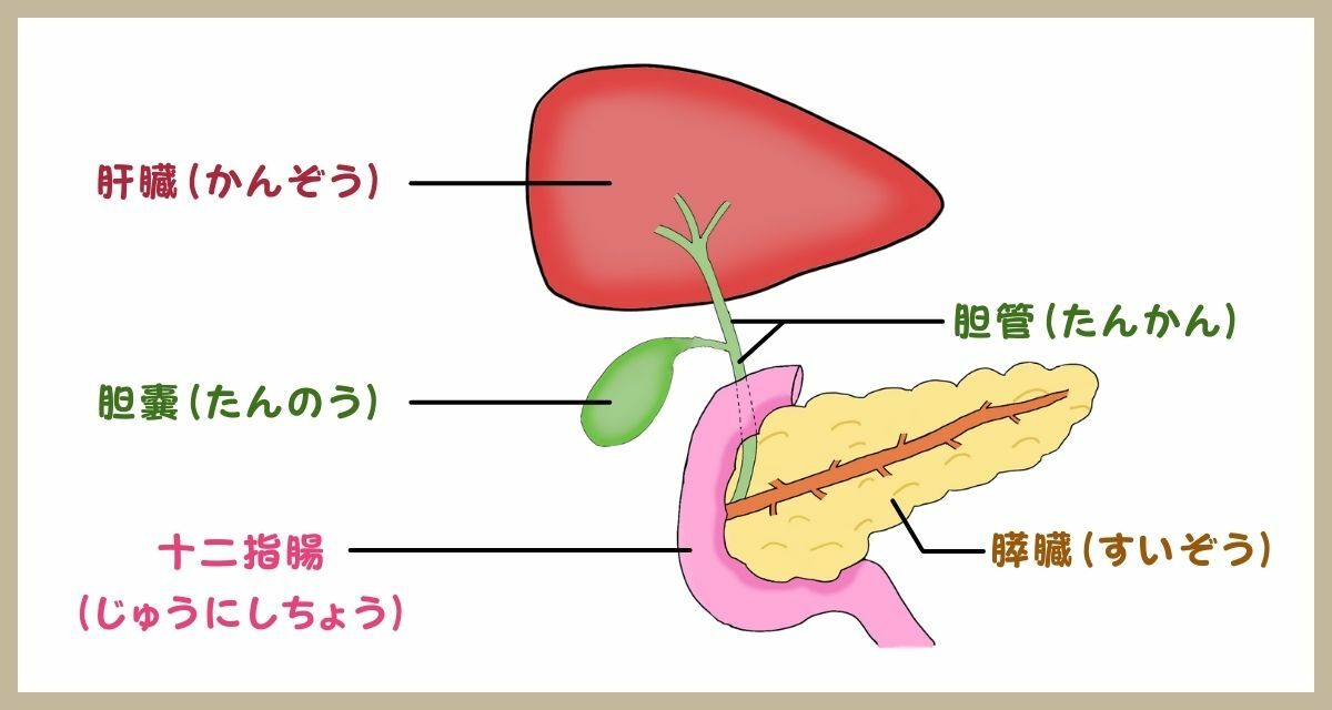 ※この図は臓器を分かりやすく説明するため、肝臓は小さめに描いています.