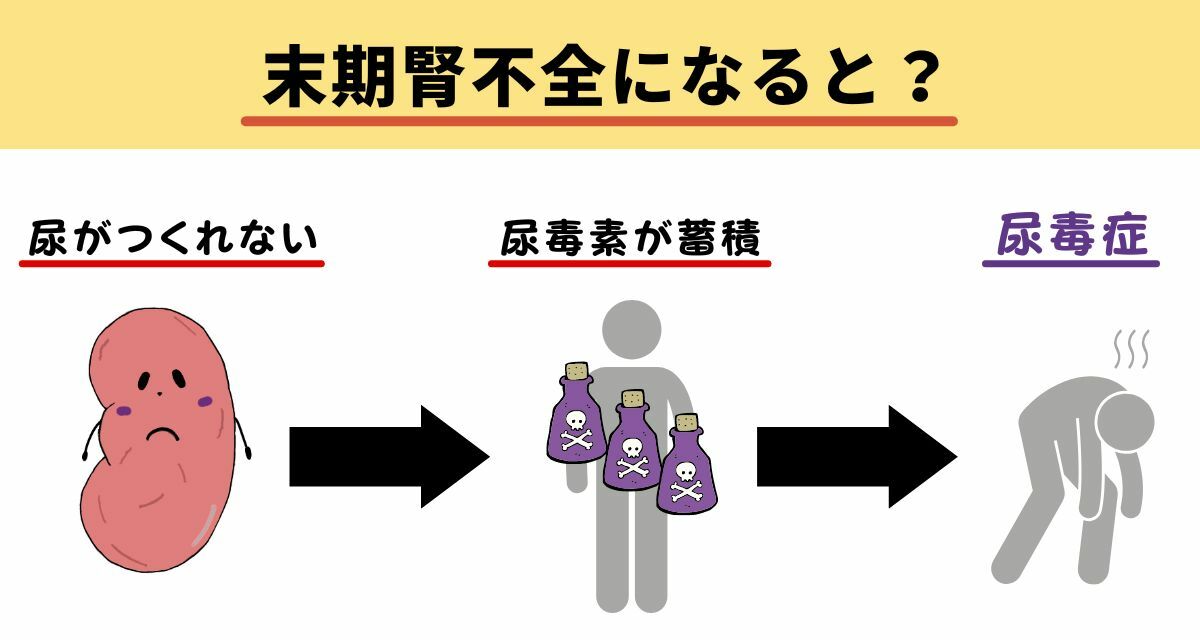 ※尿毒素…尿素・クレアチニン・各種蛋白代謝産物など