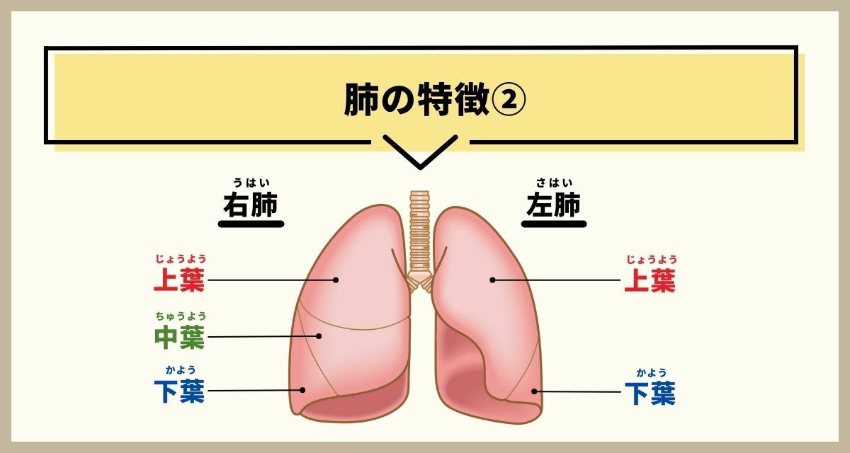 ※図は前（胸側）から見た肺なので、左右が逆にみえます.