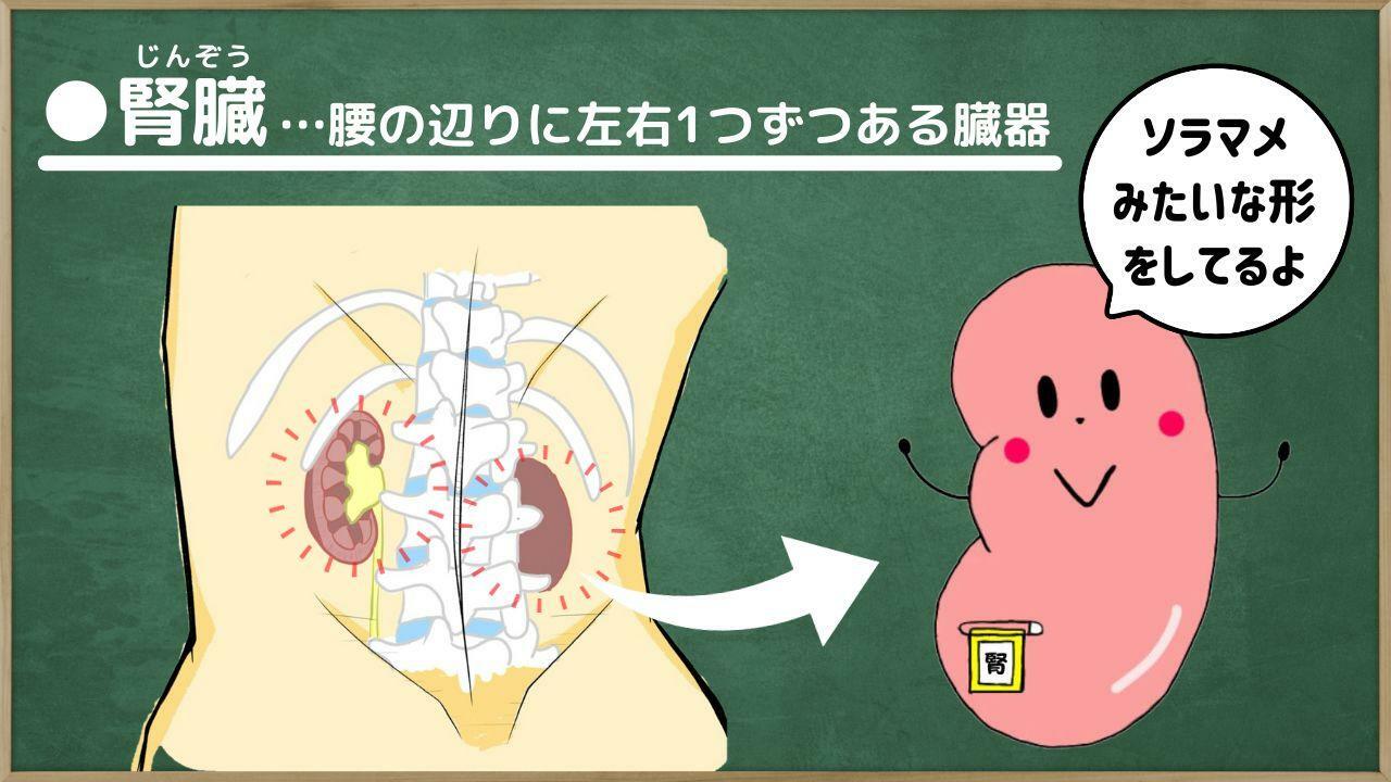 上の図は、腎臓を背中側から見た図