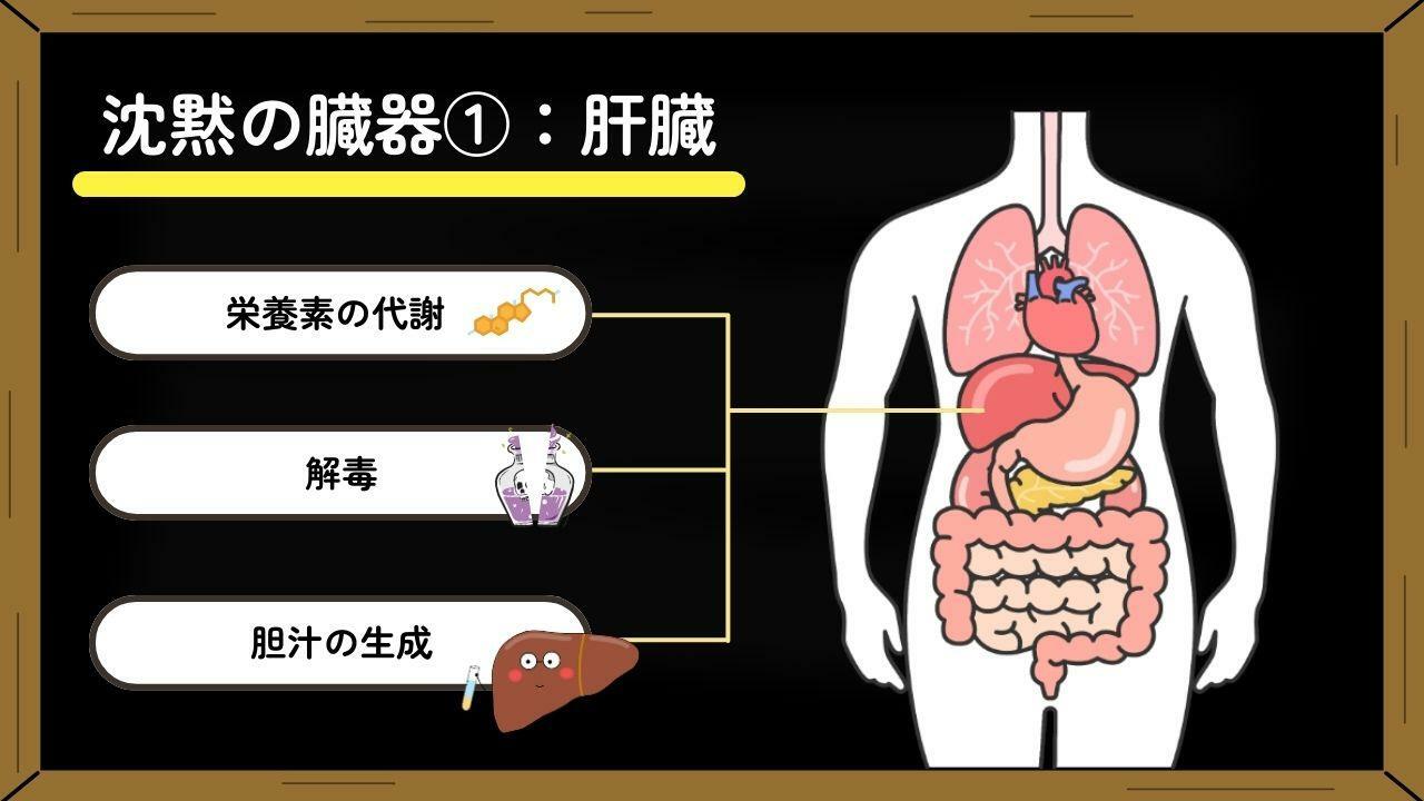 ※胆汁…脂肪の消化を助ける液体